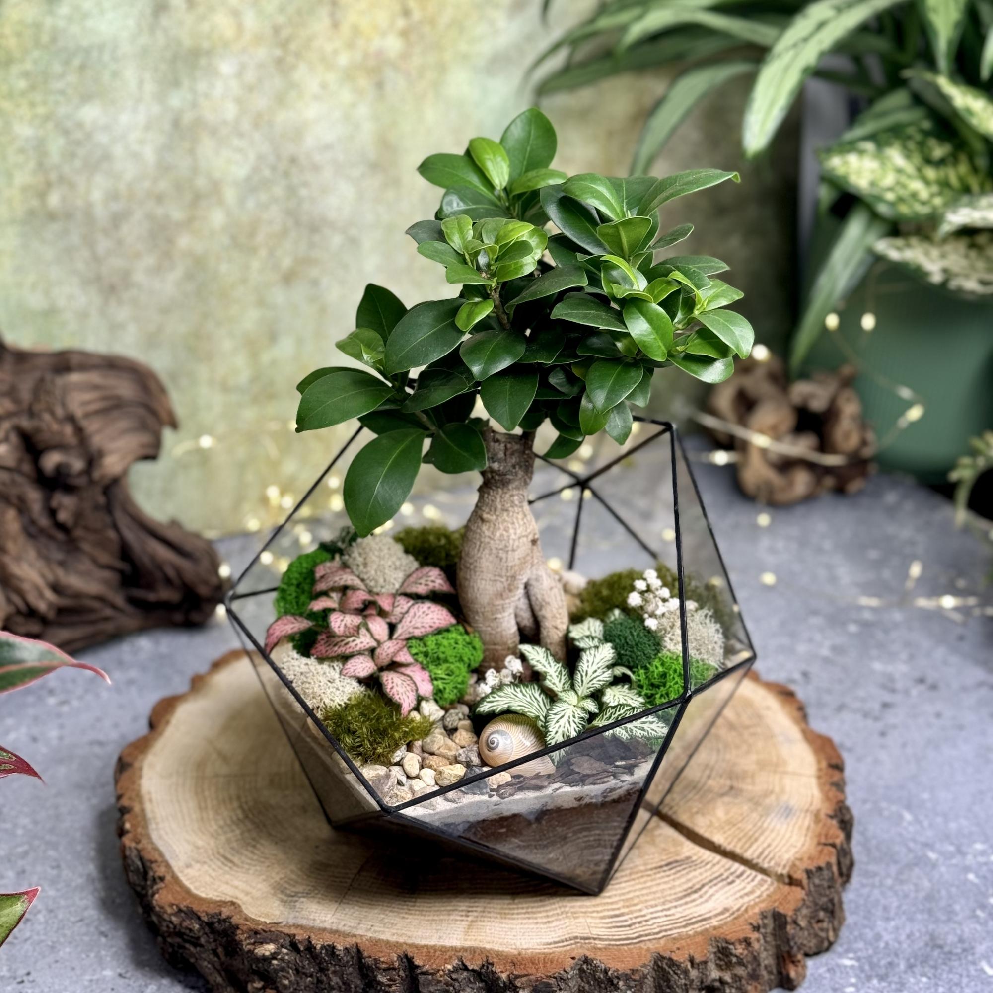 Икосаэдр с фикусом Гинсенг и фиттониями L, XL