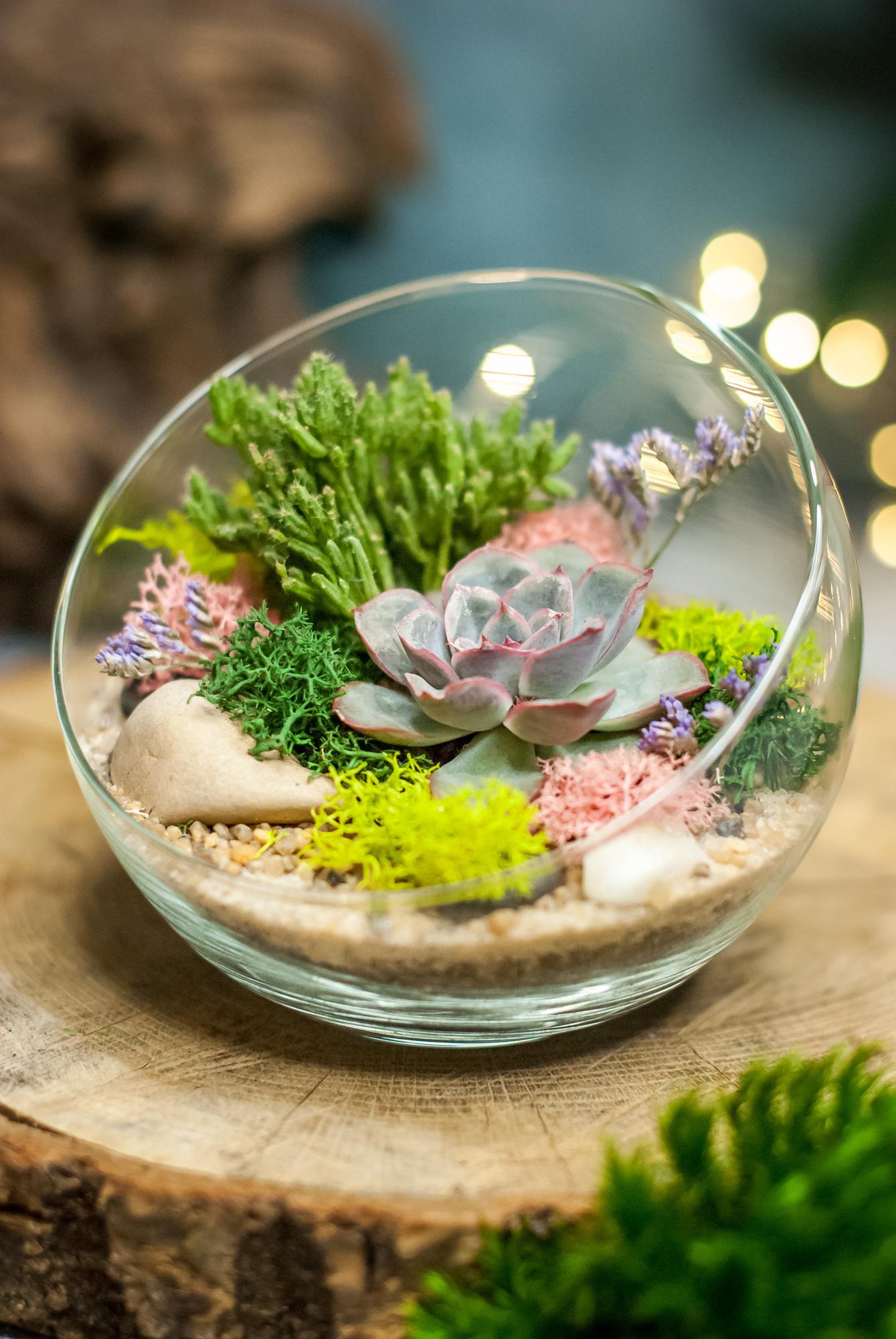 Полусфера с суккулентами S, M, L