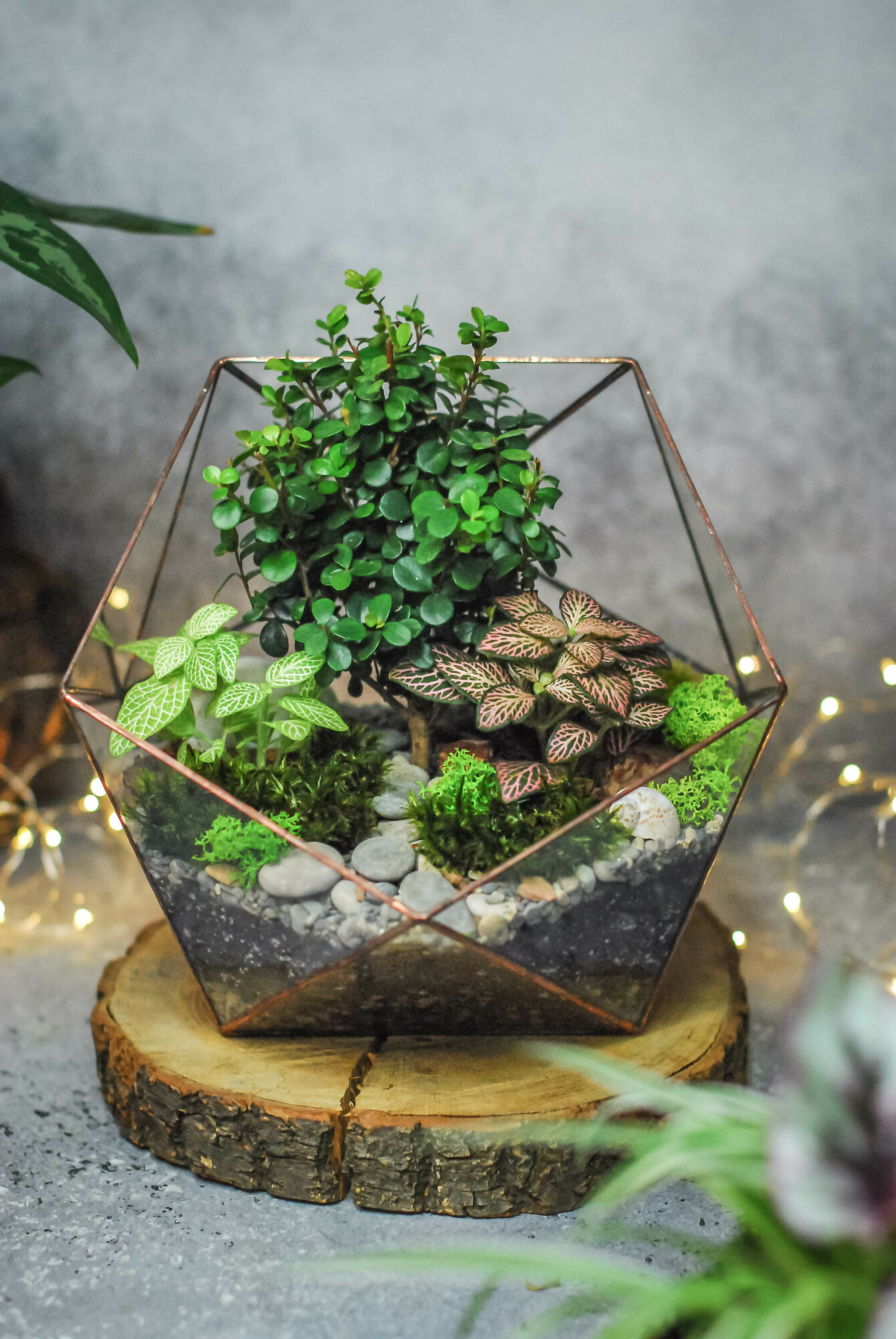 Икосаэдр с мирсиной и фиттониями XL