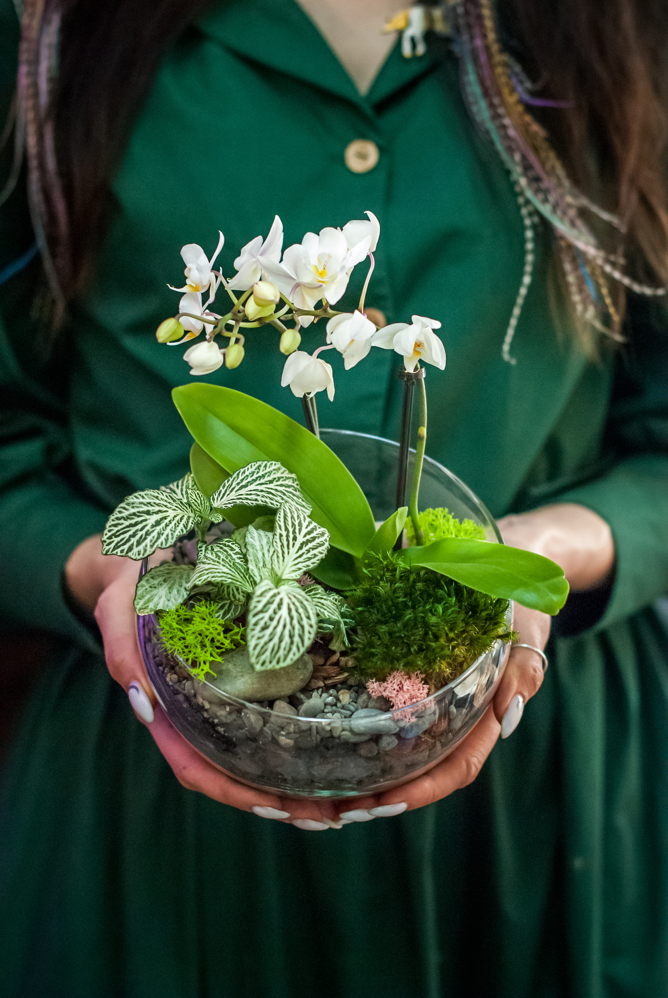 Полусфера с орхидеей и фиттонией