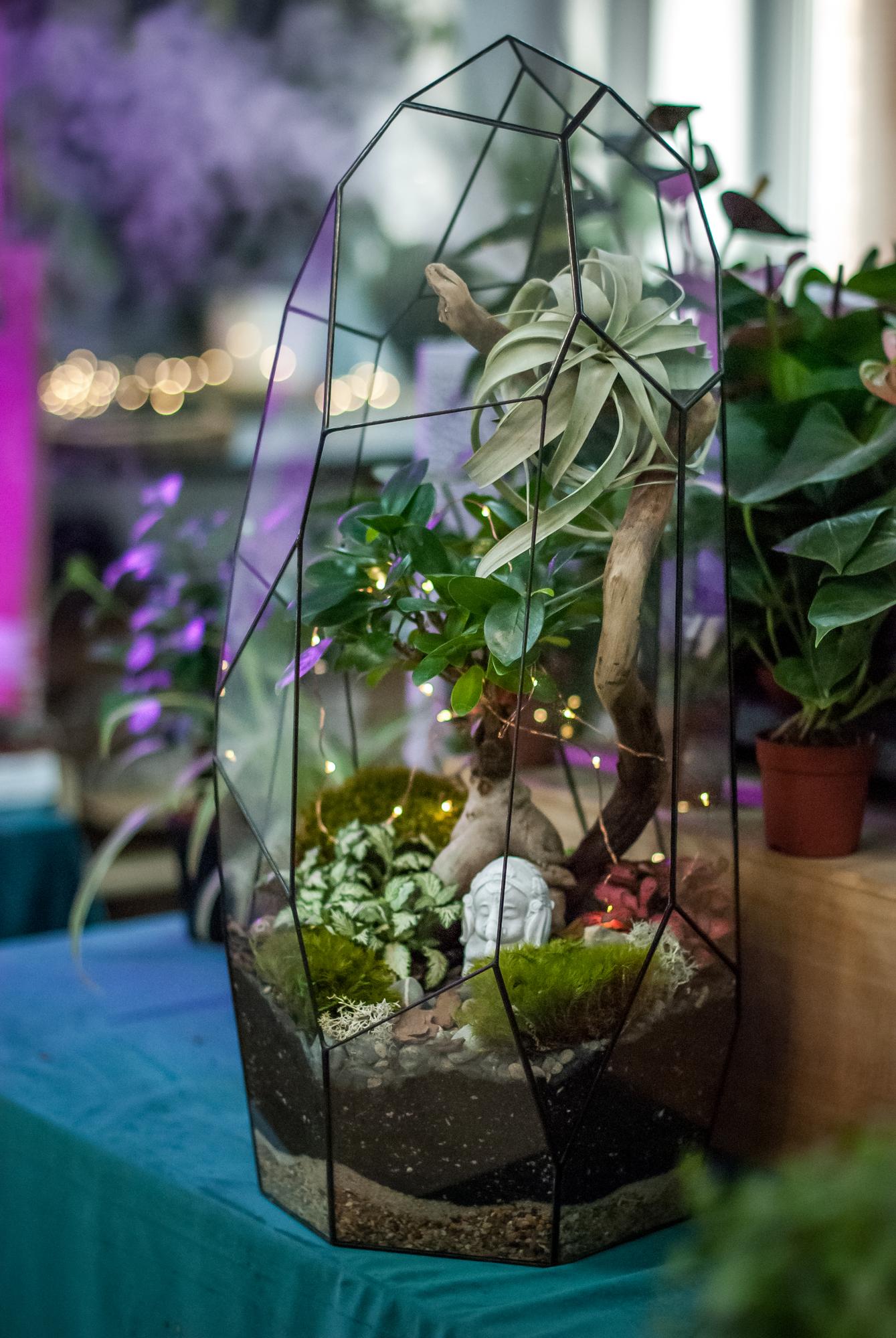 Астероид с фикусом Гинсенг, фиттонией и тилландсией