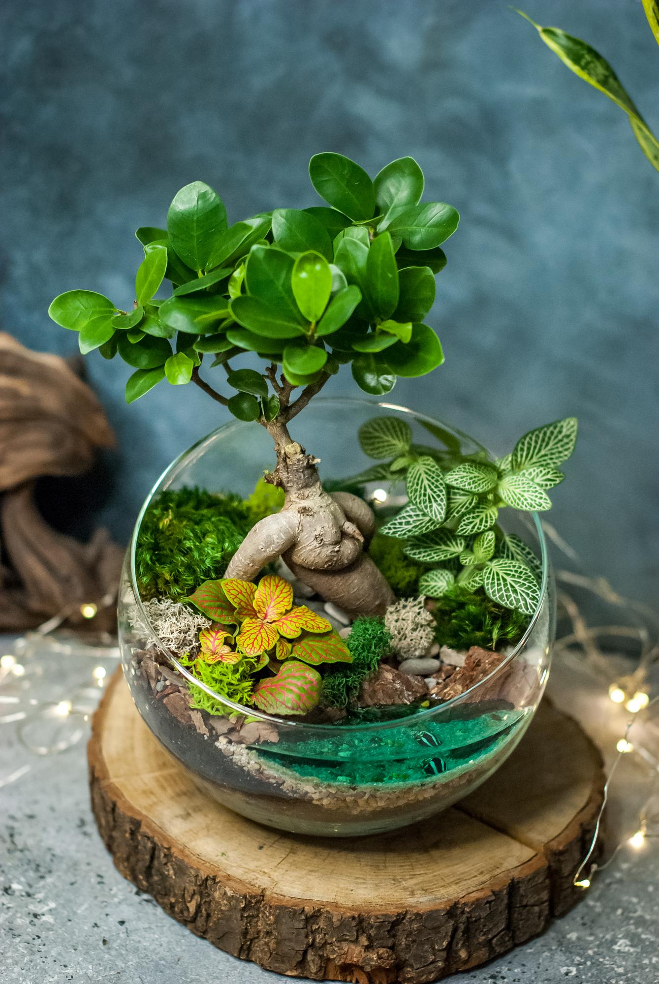 Полусфера M и L с фикусом Гинсенг и озером