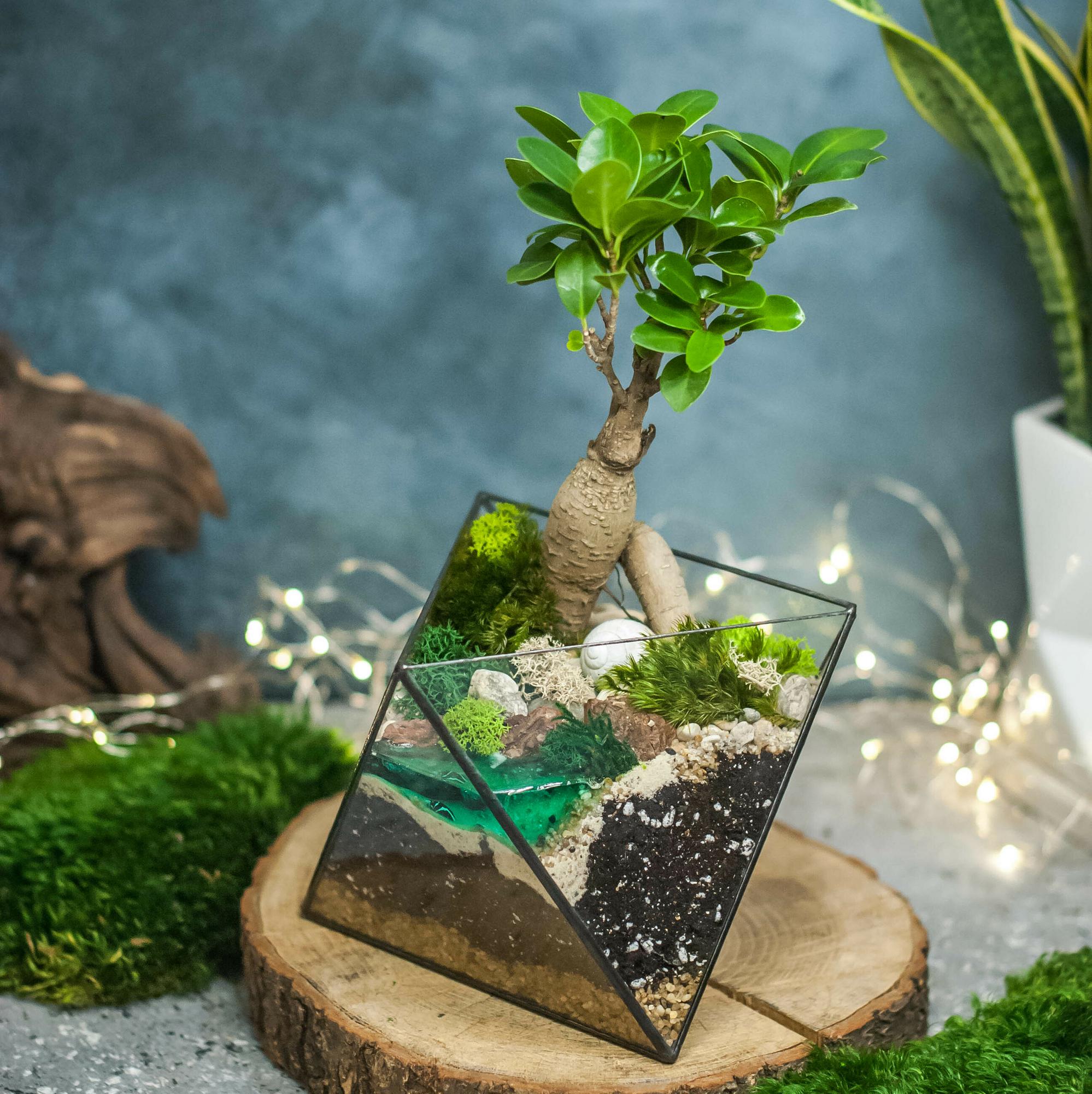 Октаэдр М с фикусом Гинсенг и озером