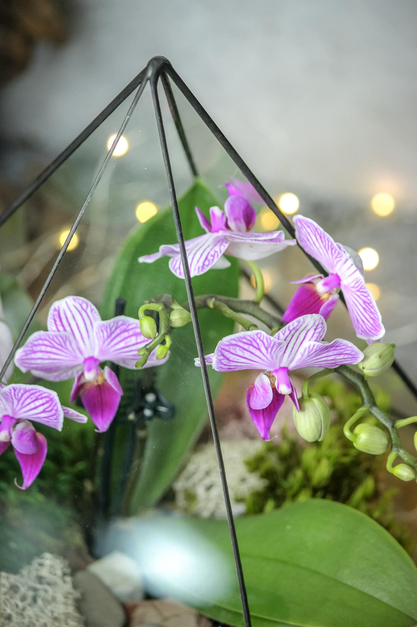 Капля L, XL с орхидеей