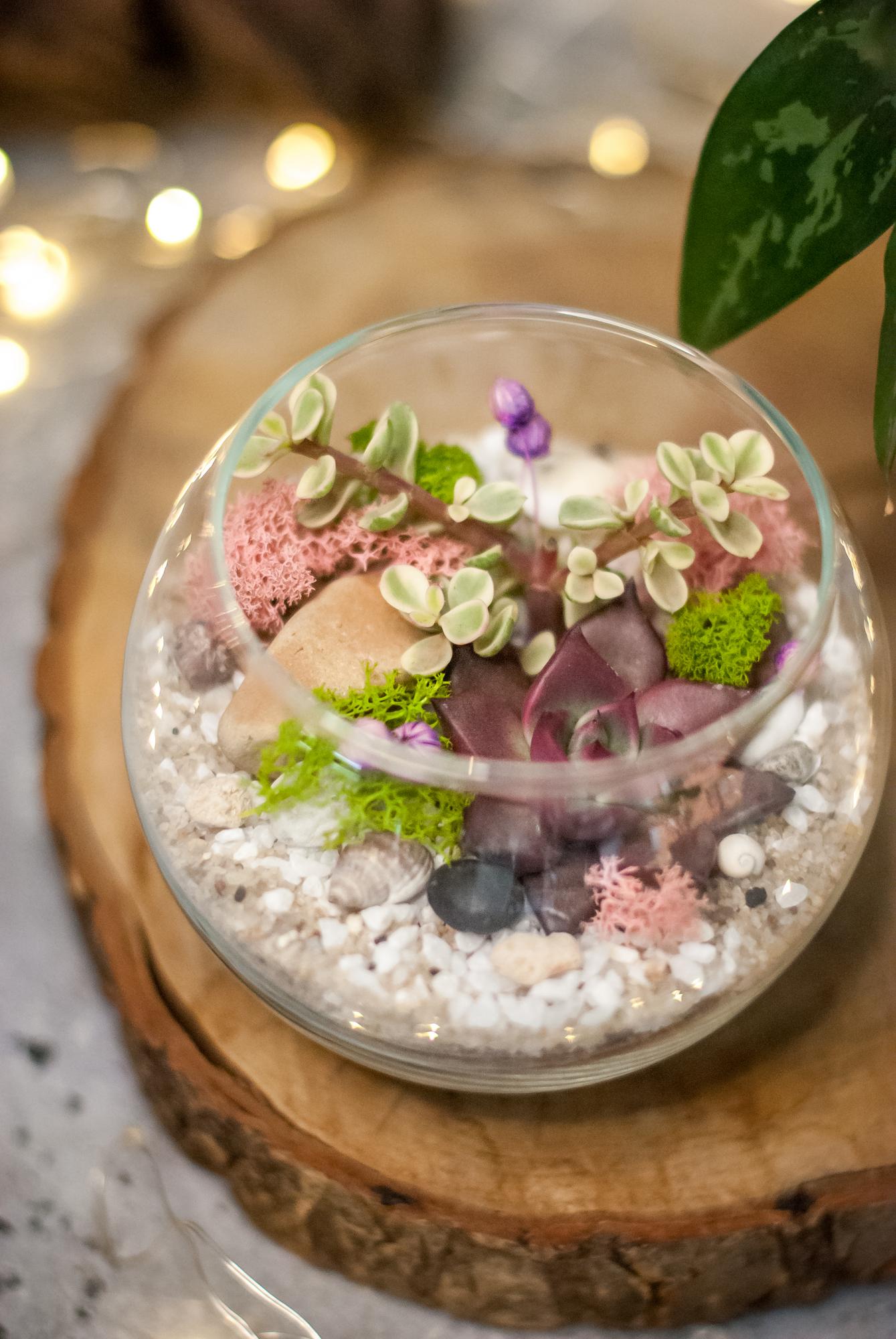 Шар с суккулентами