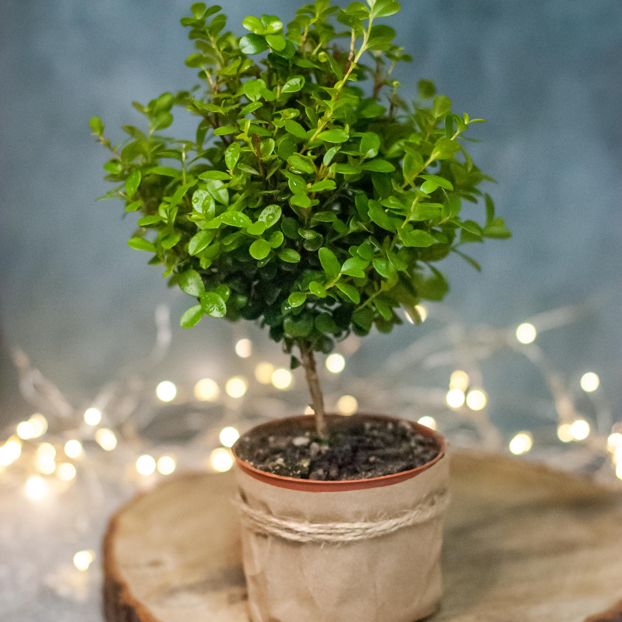 Деревце Мирсина S