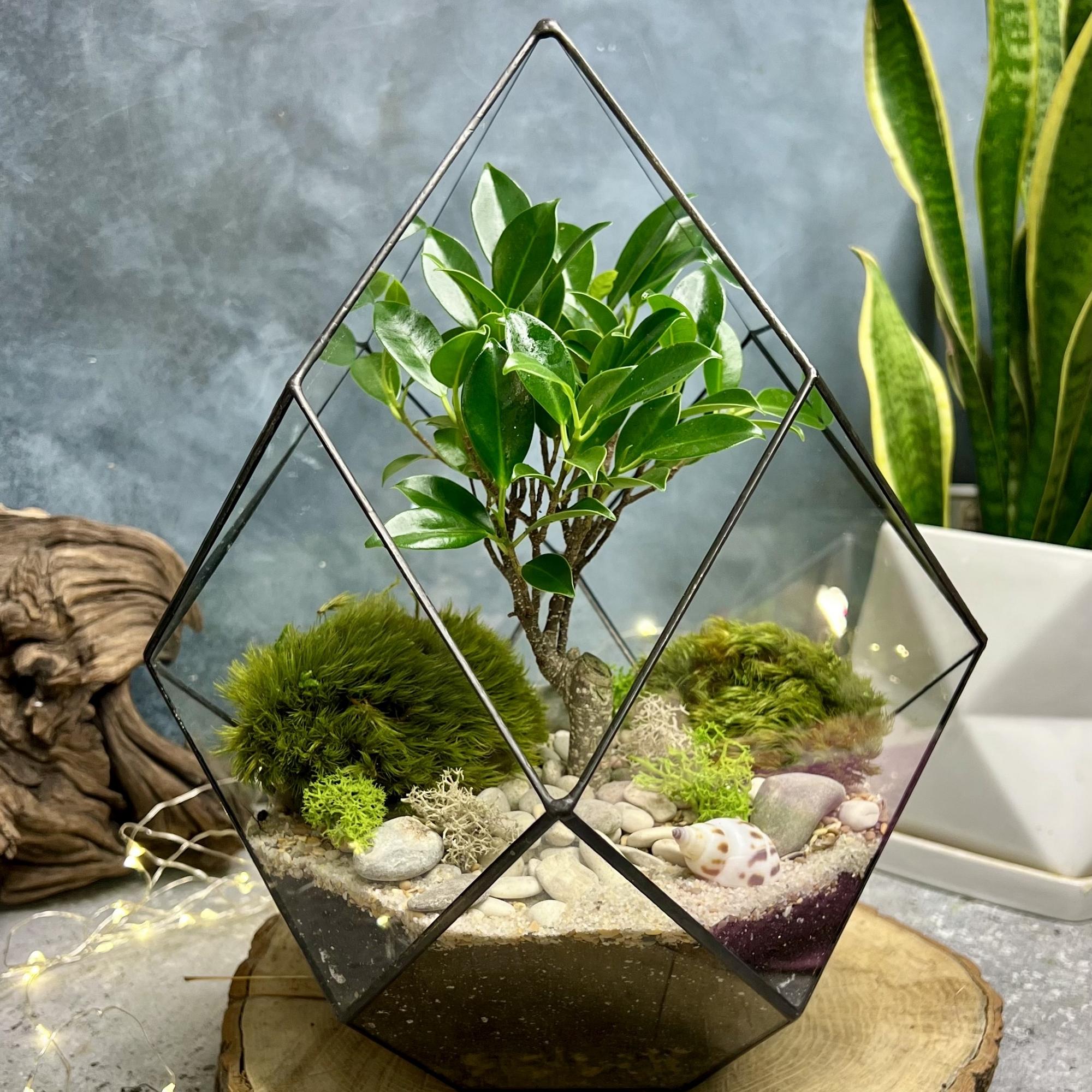 Кристалл М с бонсаем фикус Ретуса