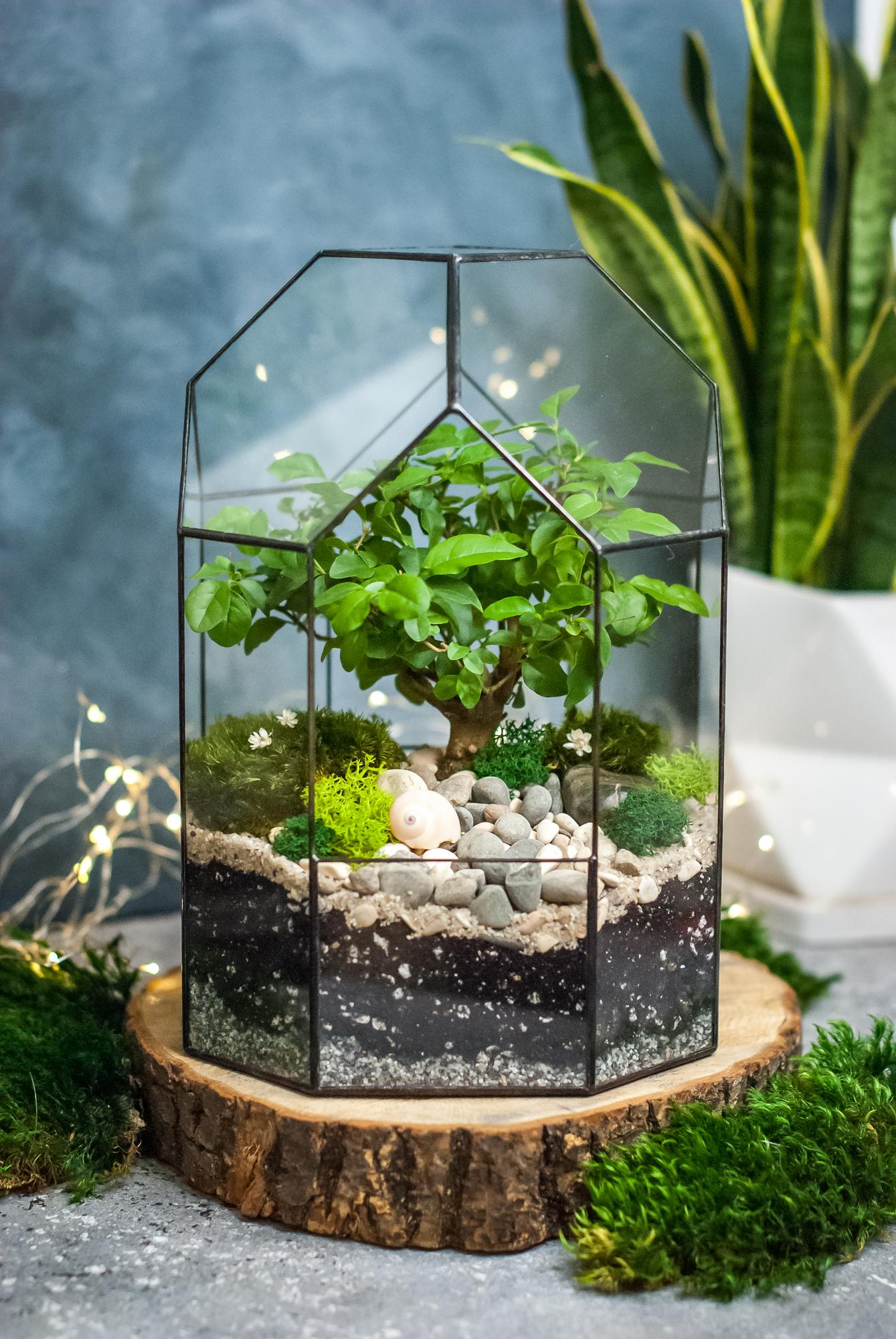 Бонсариум 27 см с Лигиструмом