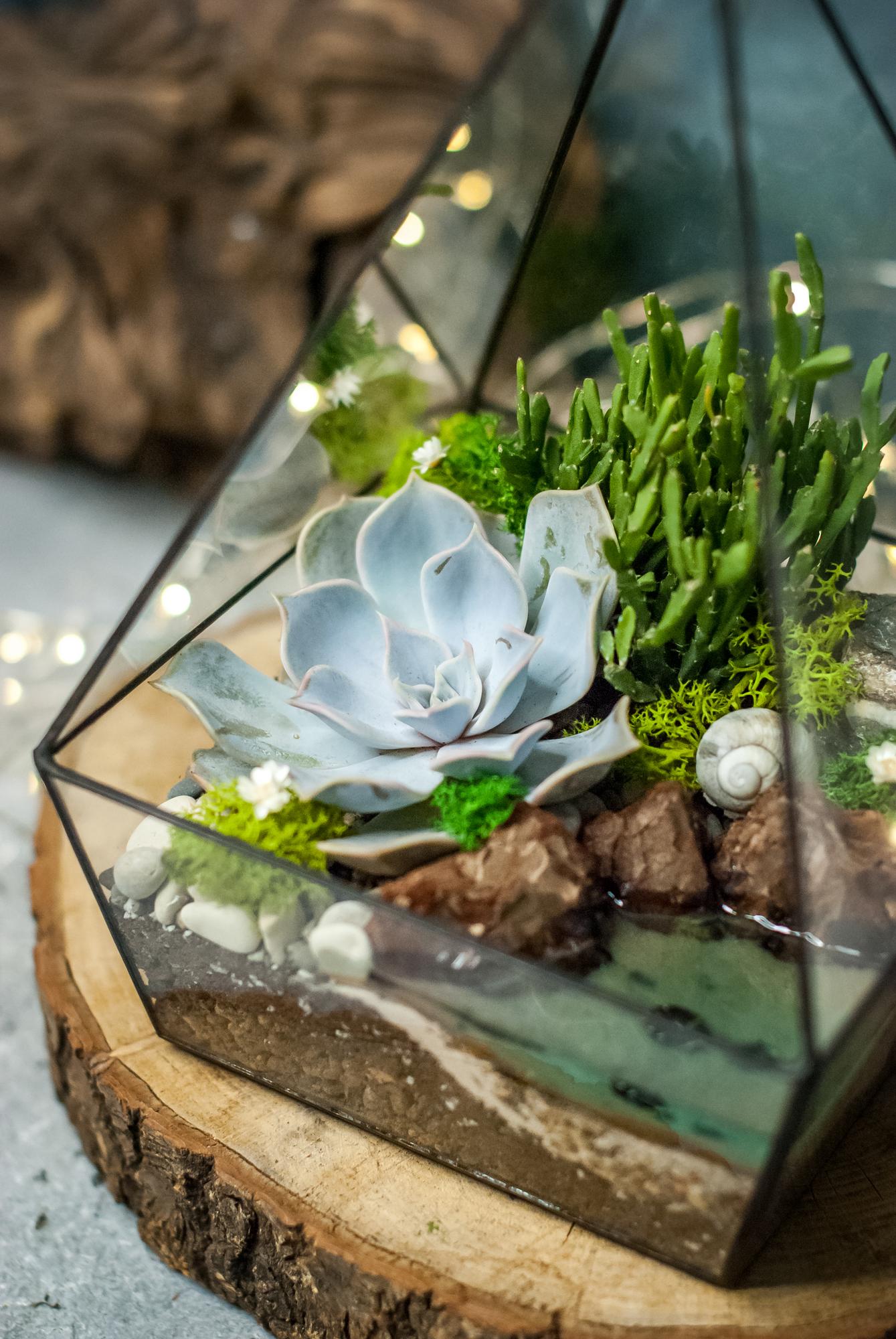 Пирамида с суккулентами и водоёмом