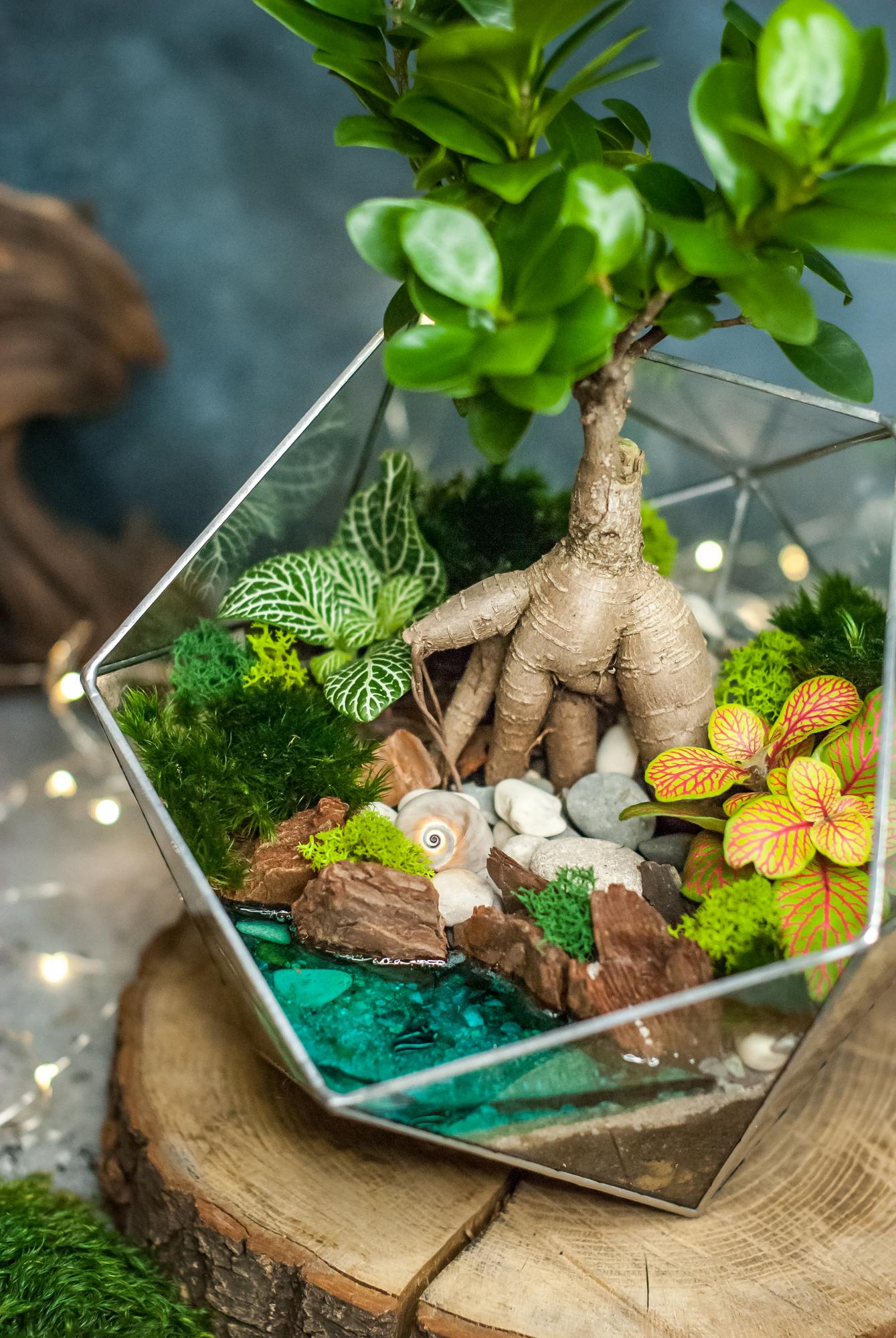 Икосаэдр L с фикусом Гинсенг и озером