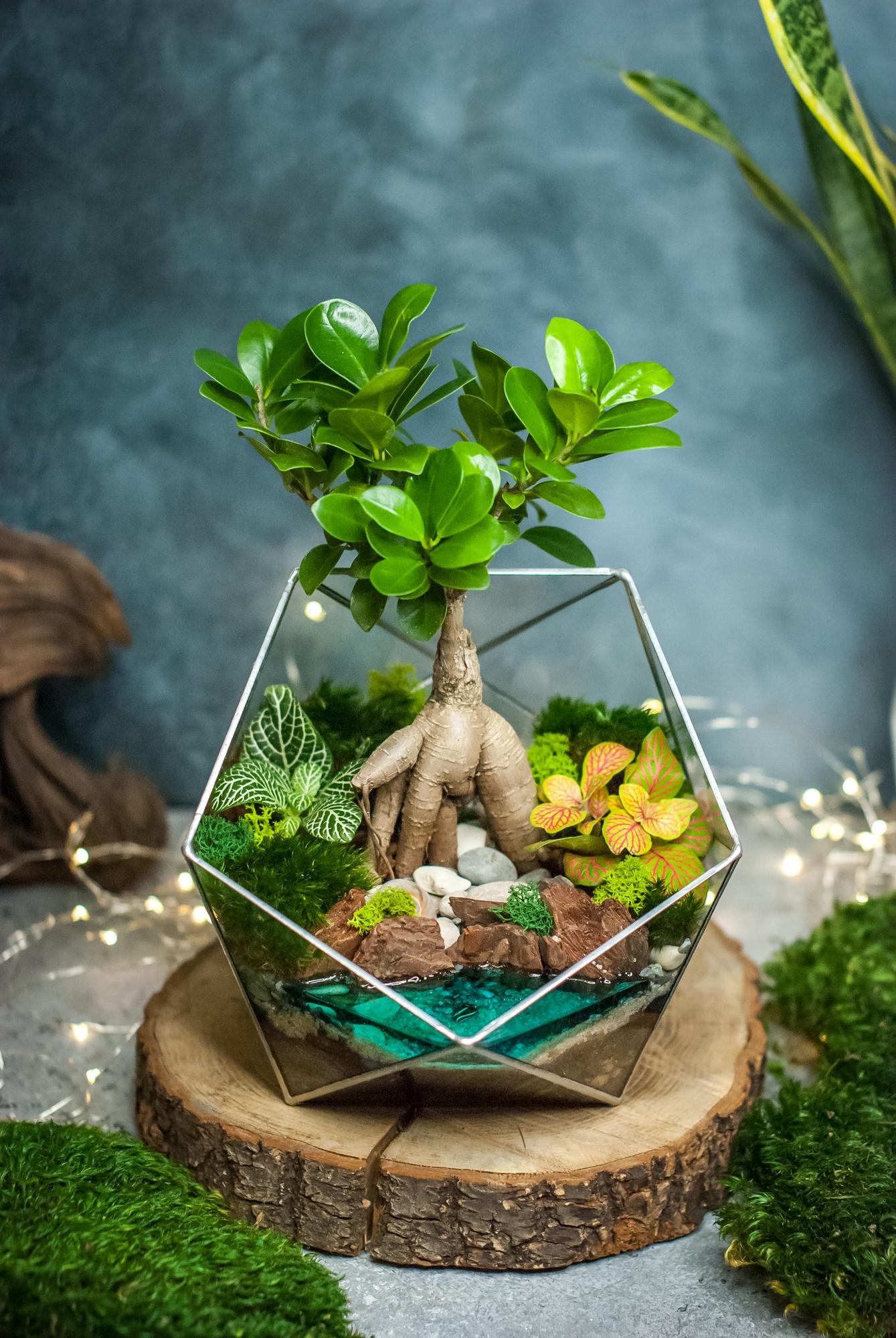 Икосаэдр L с фикусом Гинсенг и озером