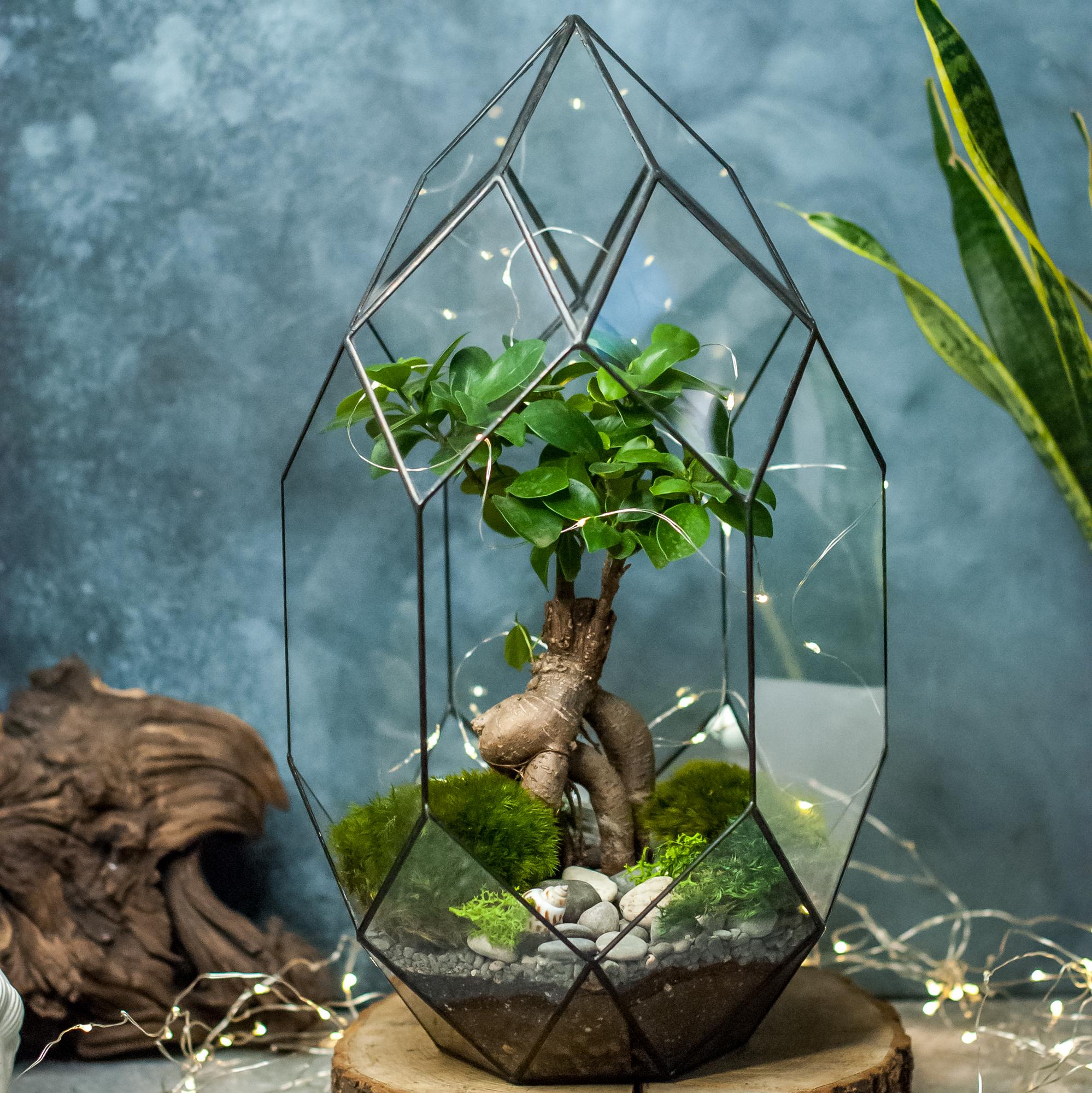 Андромеда с бонсаем фикус Гинсенг L