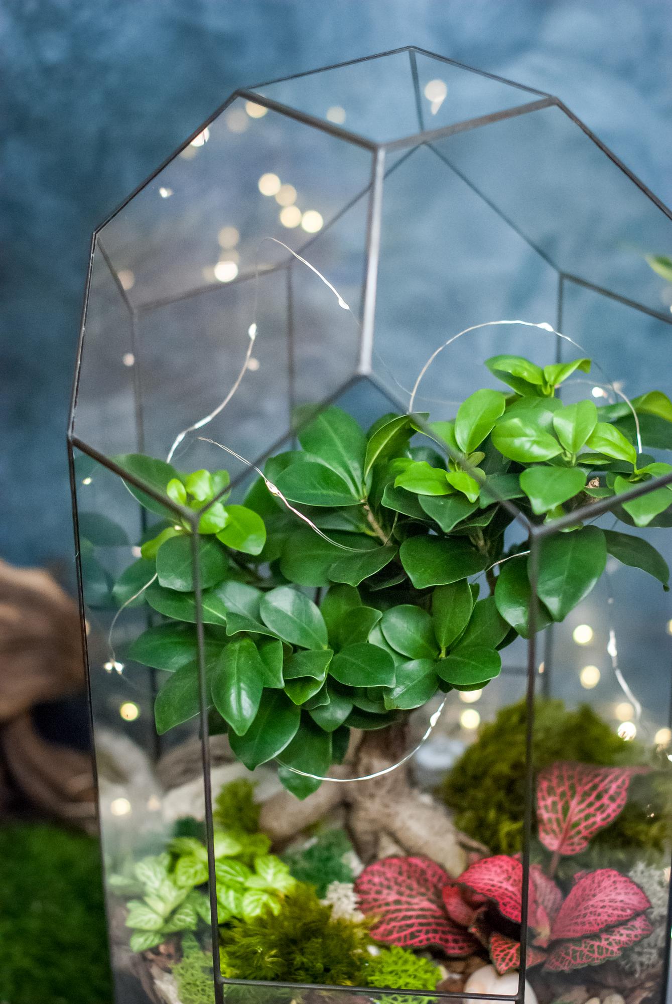 Бонсариум 45 см. с фикусом Гинсенг, фиттонией и озером