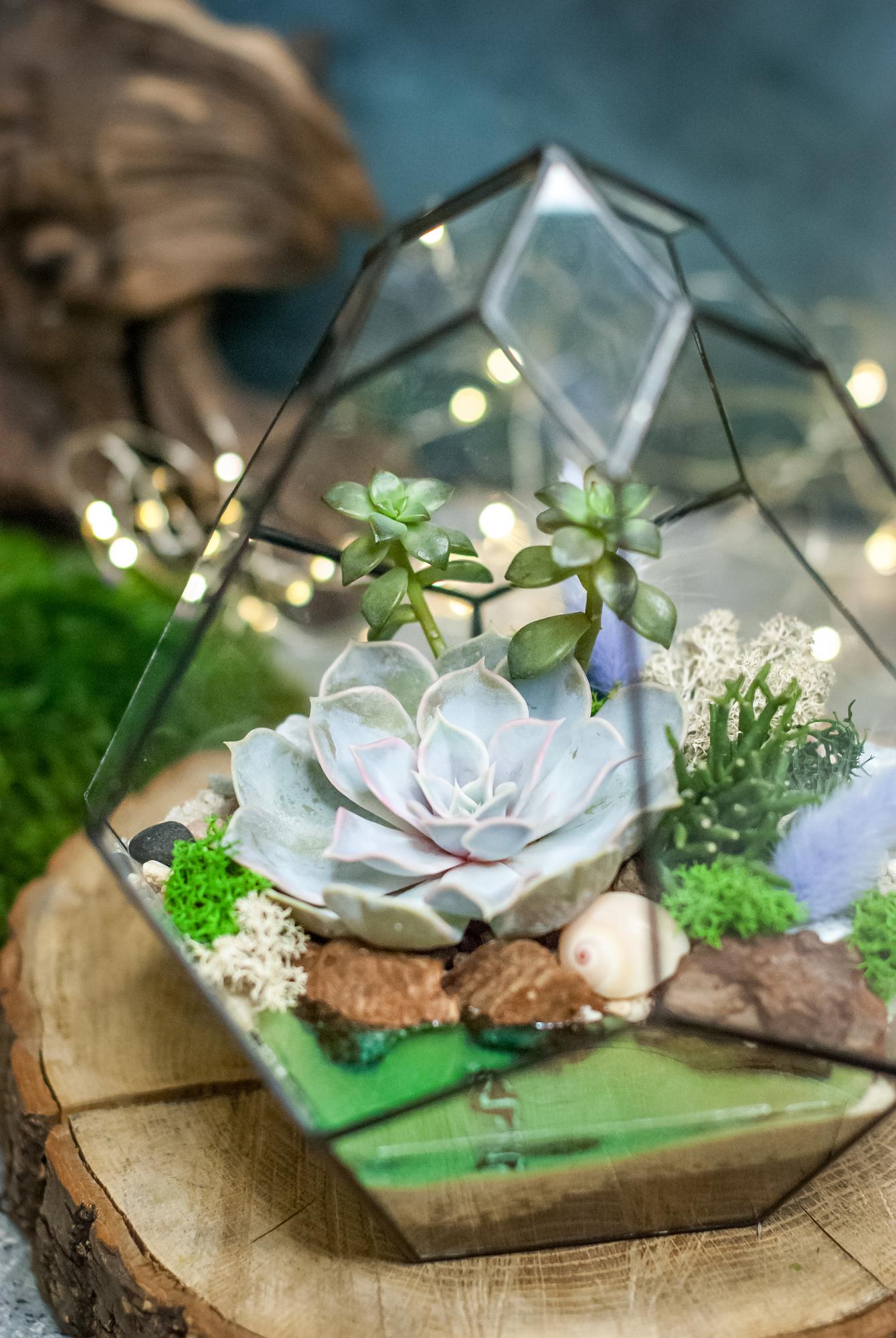 Бутон с суккулентами и озером