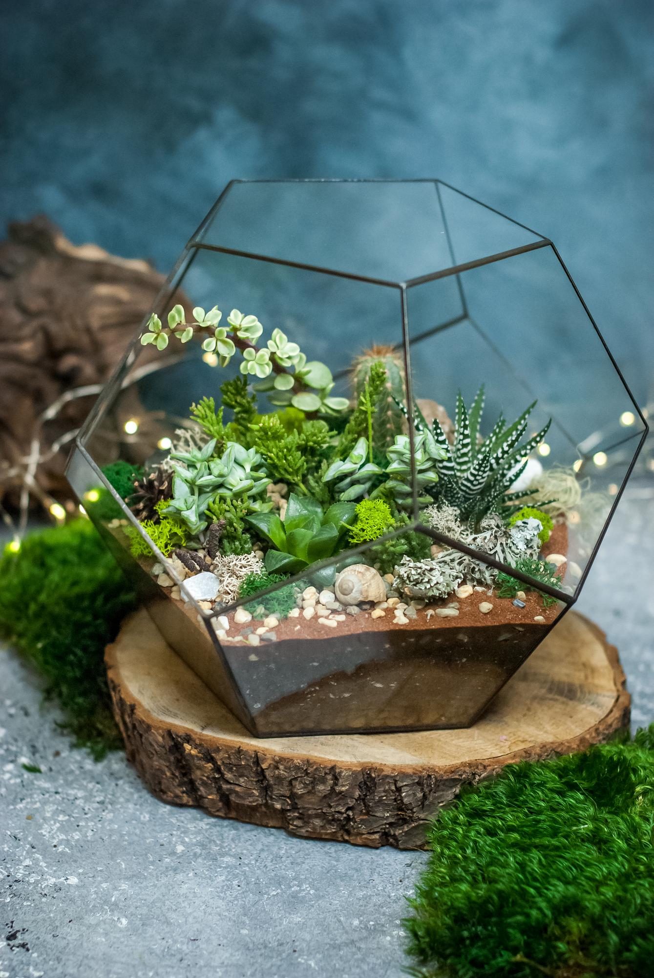 Додекаэдр с теневыносливыми суккулентами S, M, L ,XL