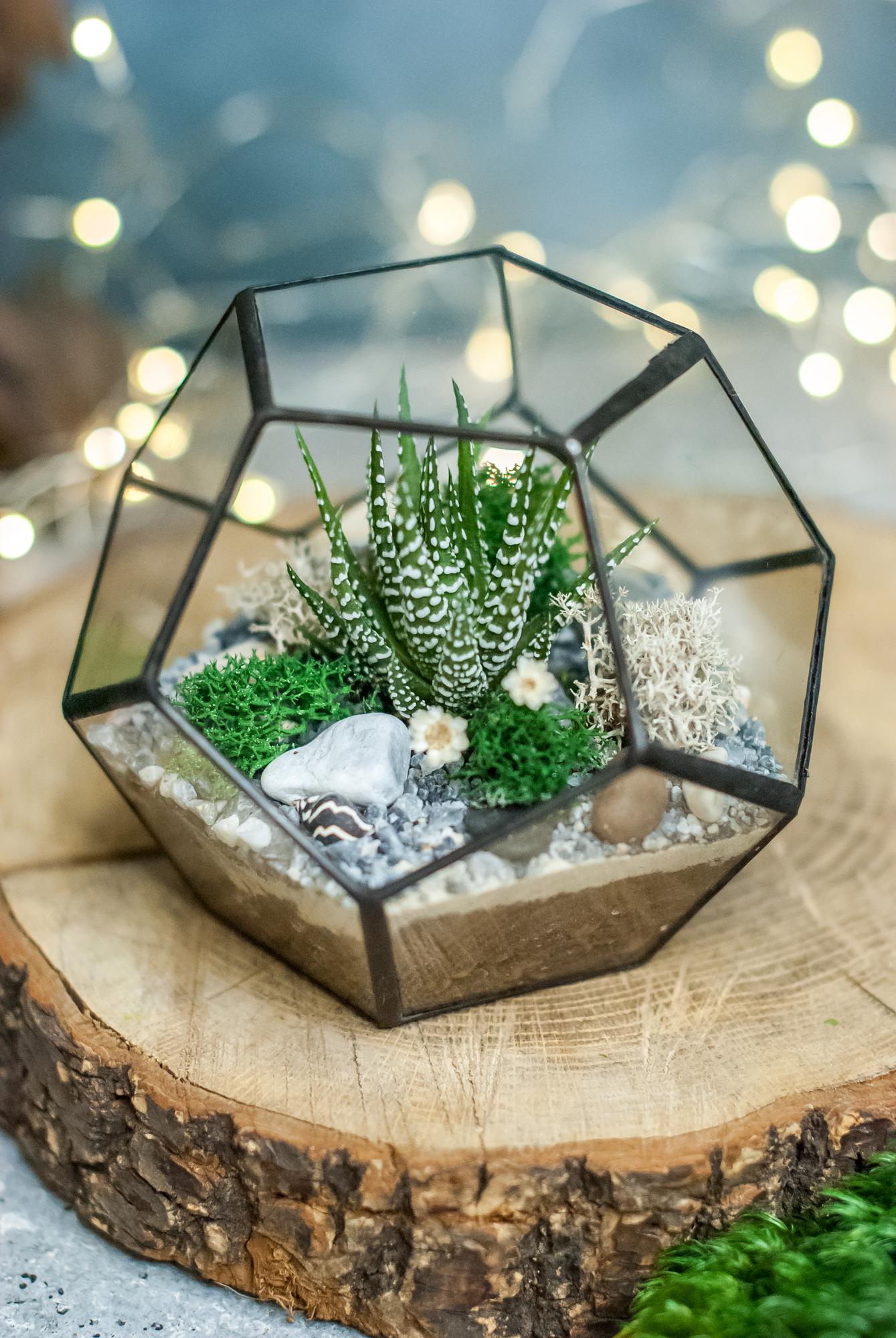 Додекаэдр с теневыносливыми суккулентами S, M, L ,XL