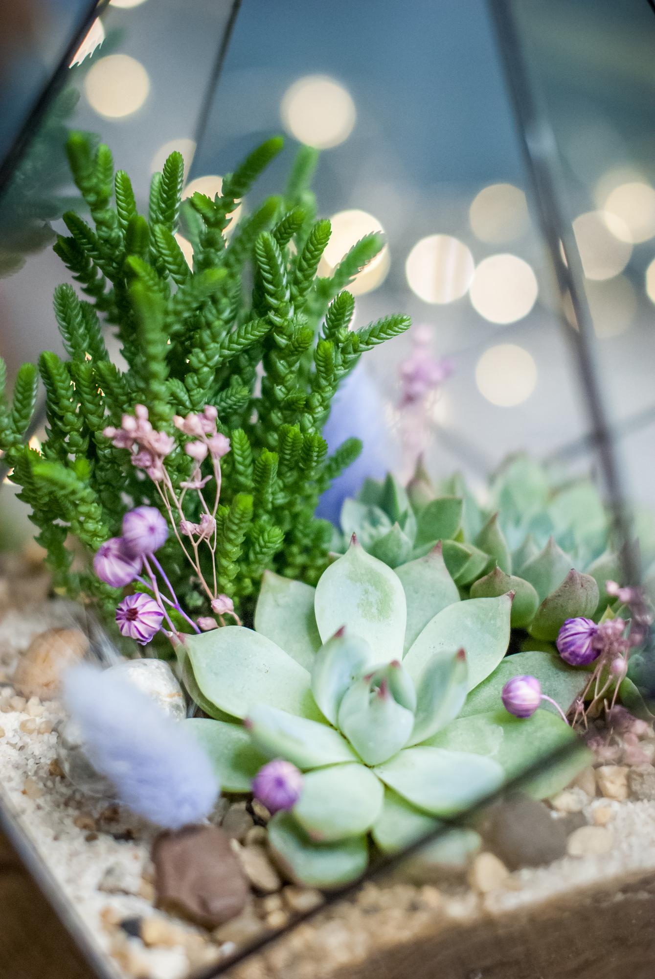 Капля Simple c суккулентами