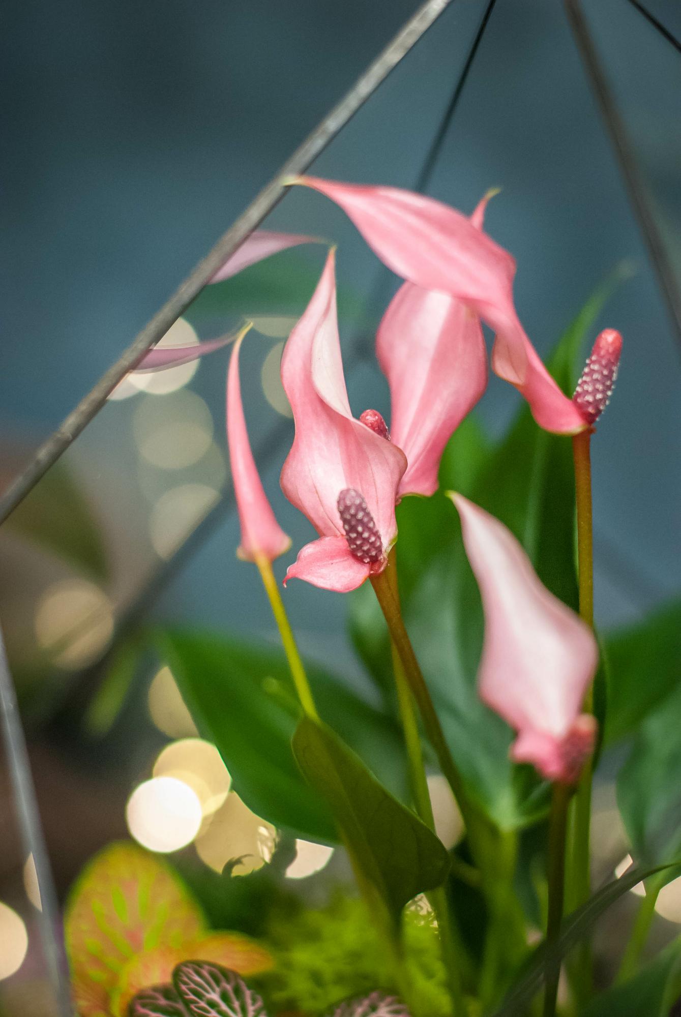 Кристалл с антуриумом М