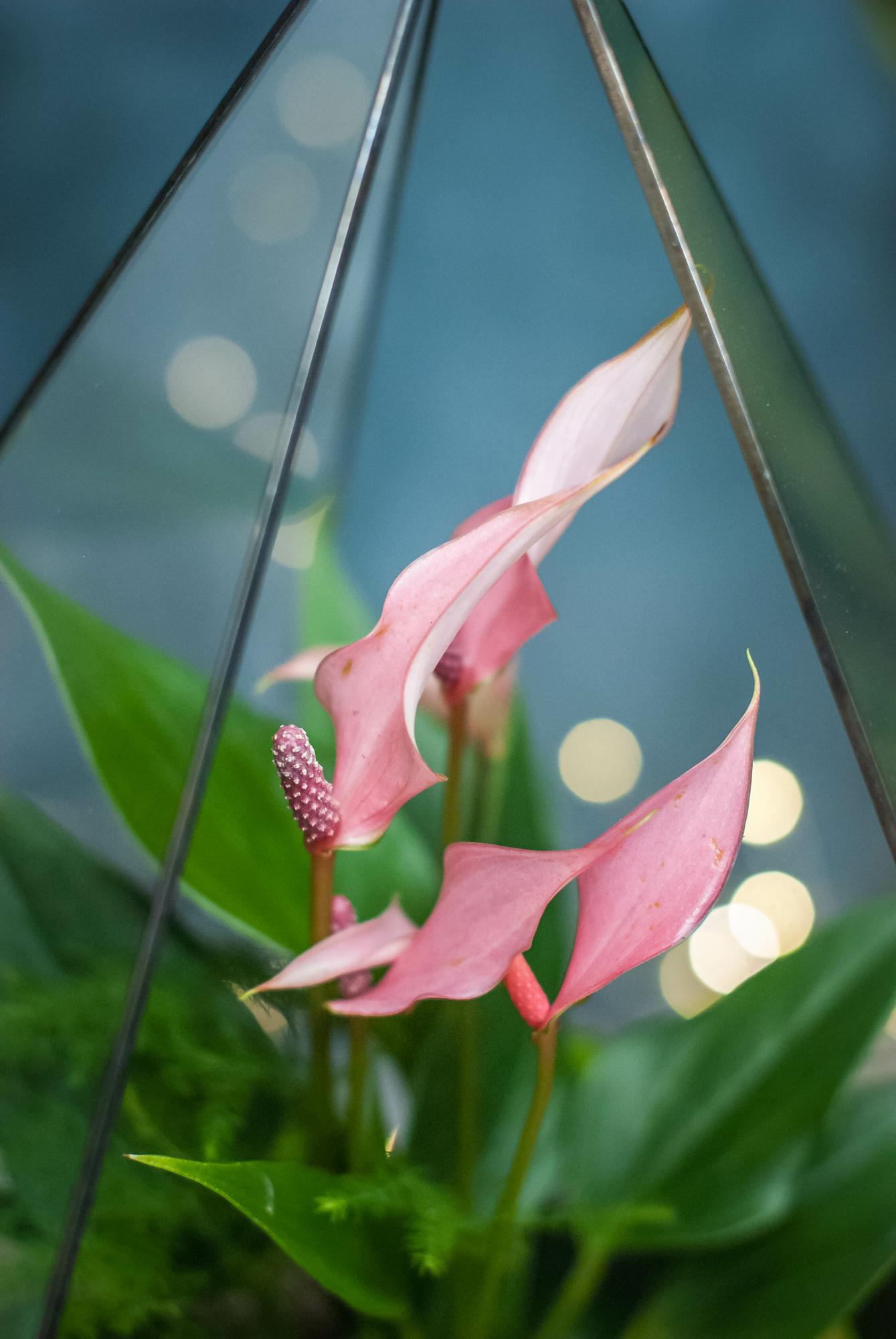 Капля "Jungle" XL