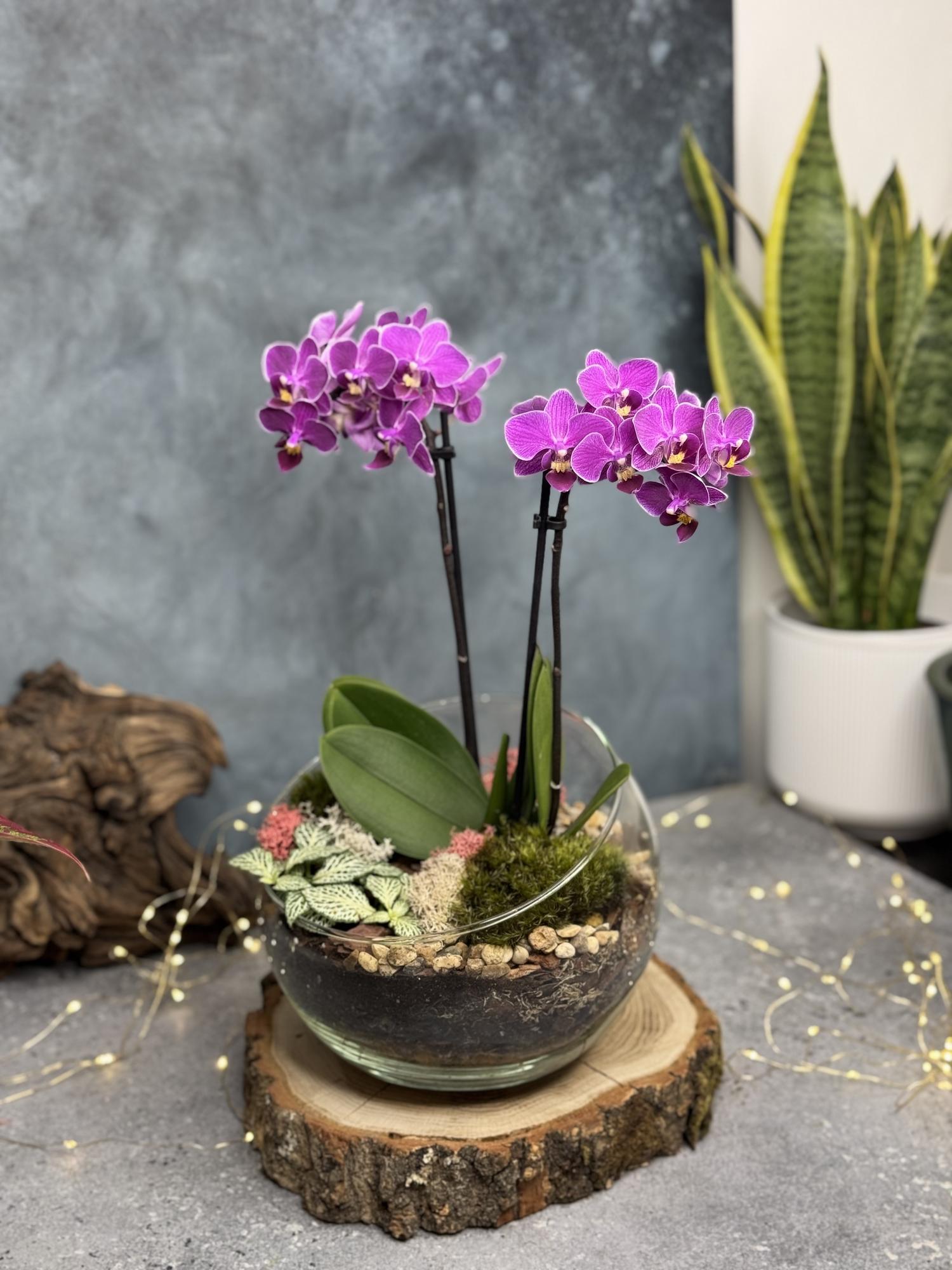 Орхидариум LUX в полусфере