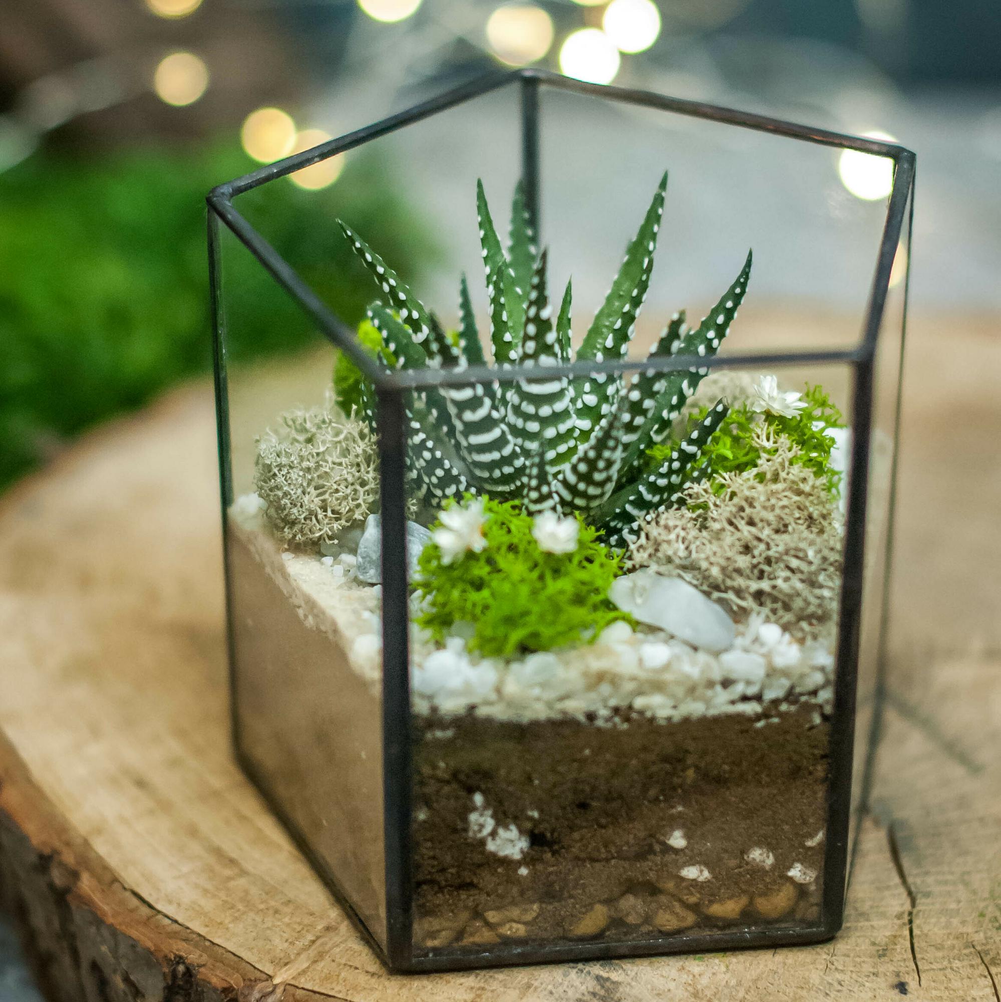 Призма с тенеустойчивым суккулентом