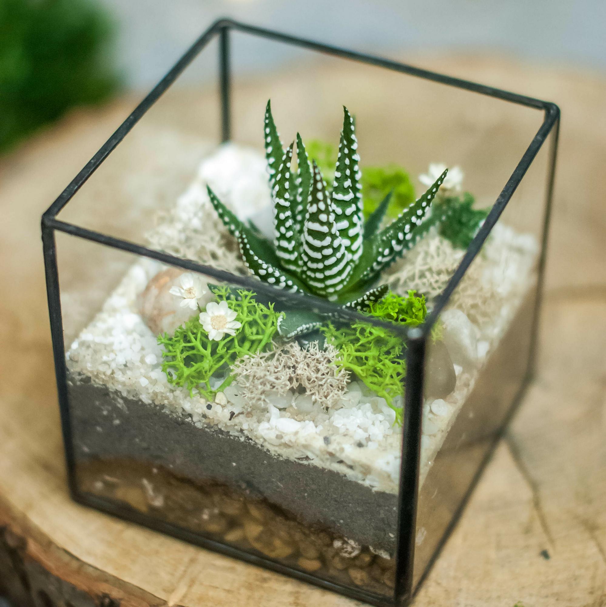 Кубик с тенеустойчивым суккулентом