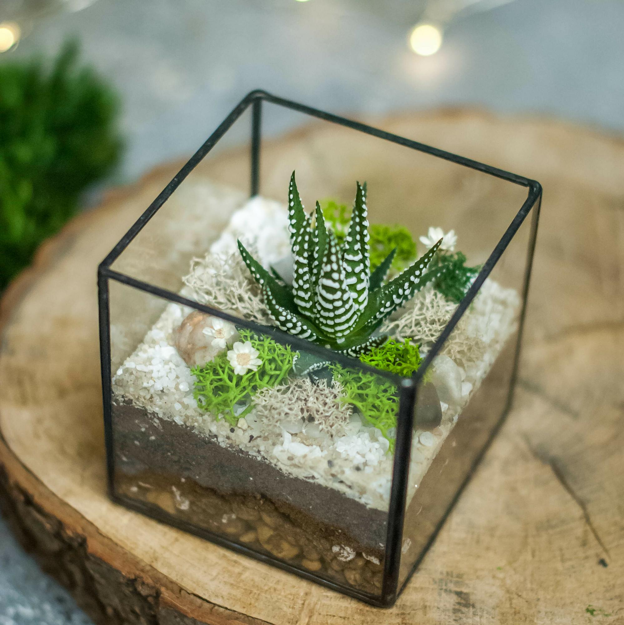 Кубик с тенеустойчивым суккулентом