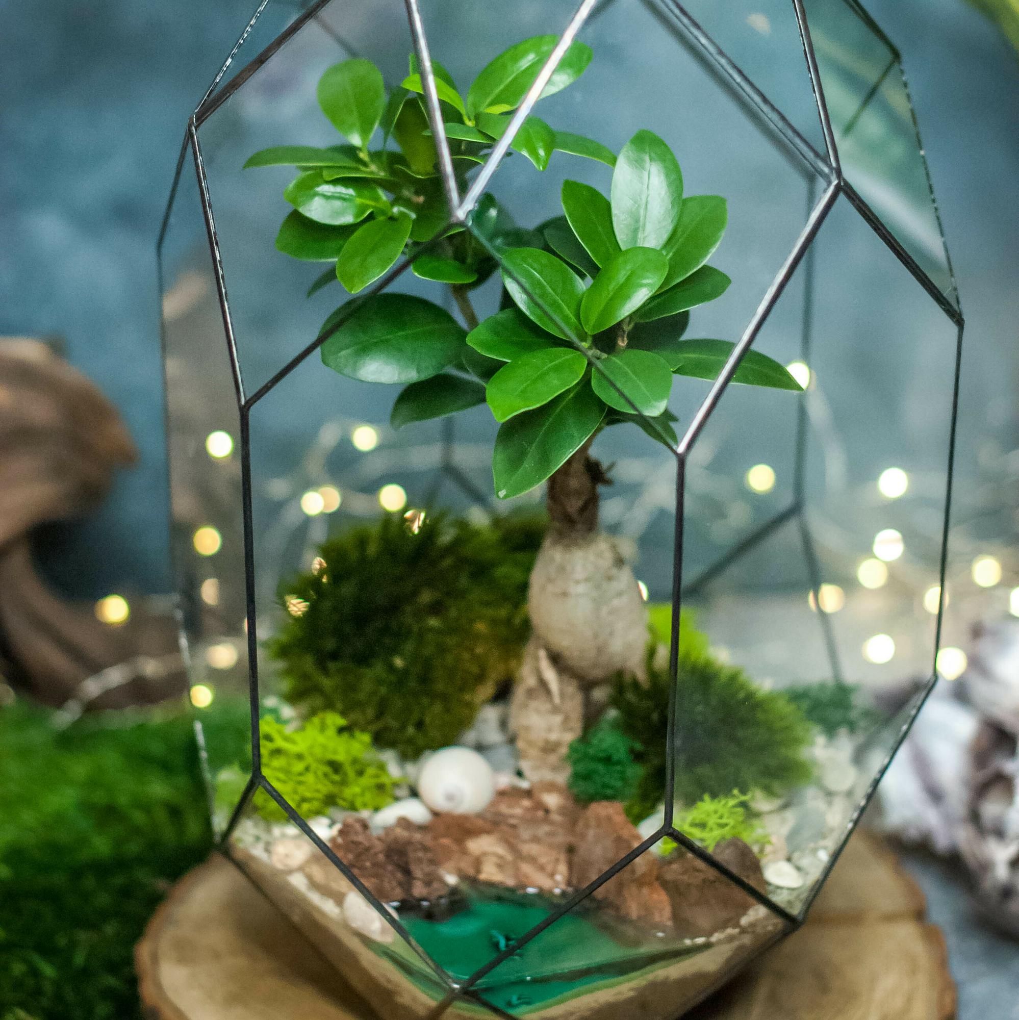 Андромеда с фикусом Гинсенг и водоёмом