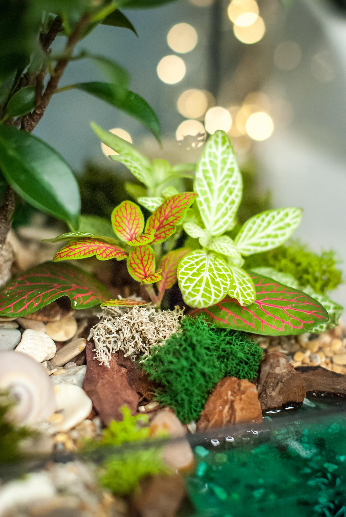 Бонсариум Домик с фикусом Ретуса и озером