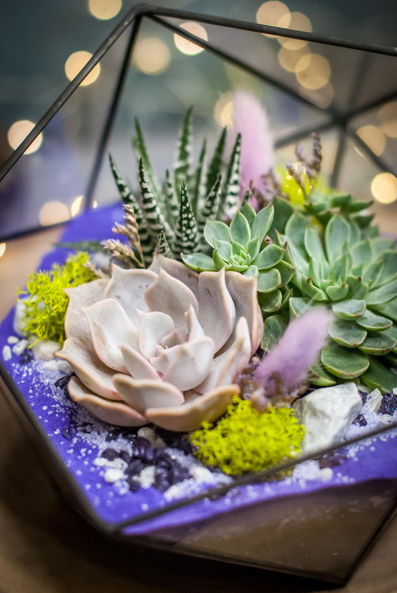 Икосаэдр фиолетовый с суккулентами M