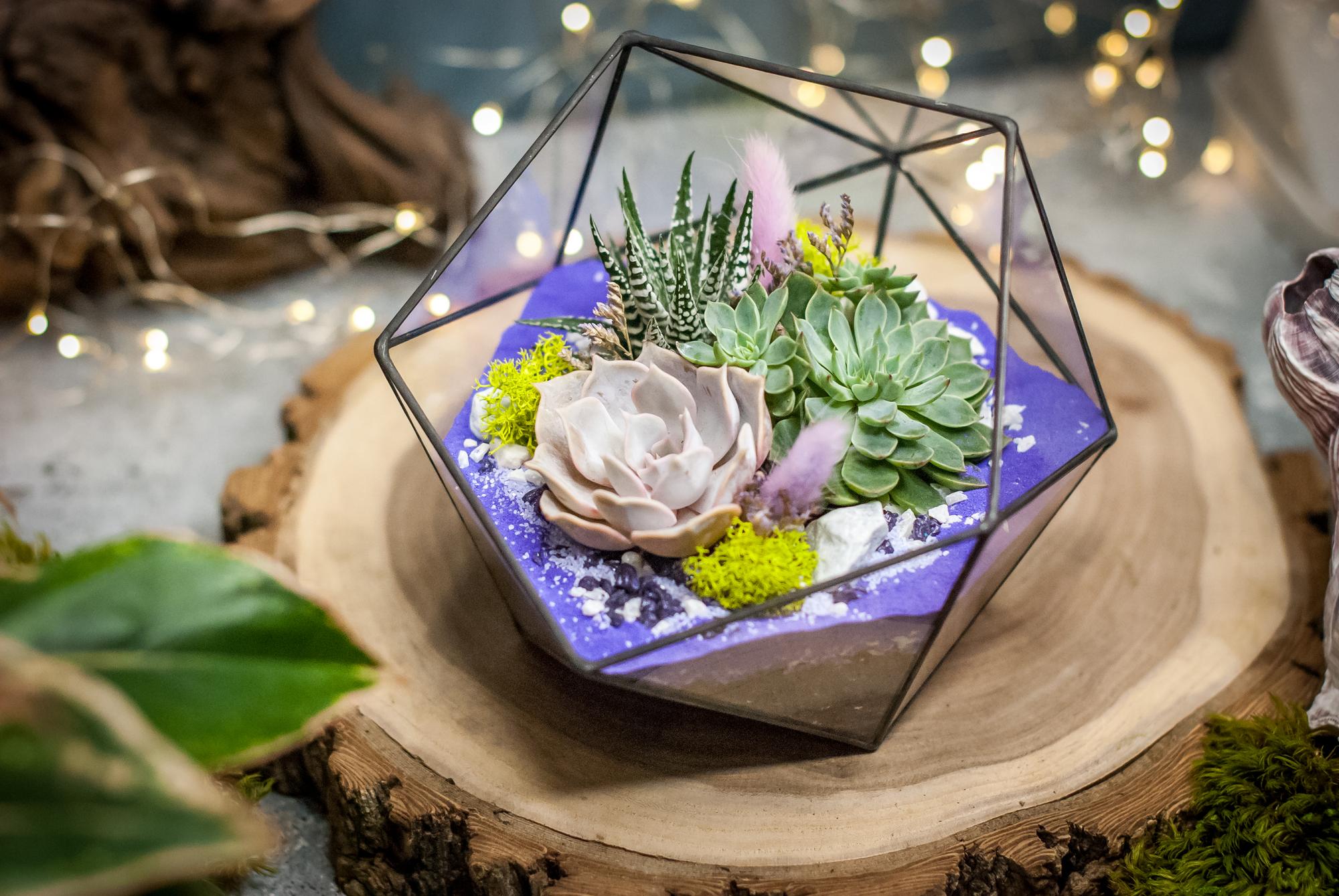 Икосаэдр фиолетовый с суккулентами M