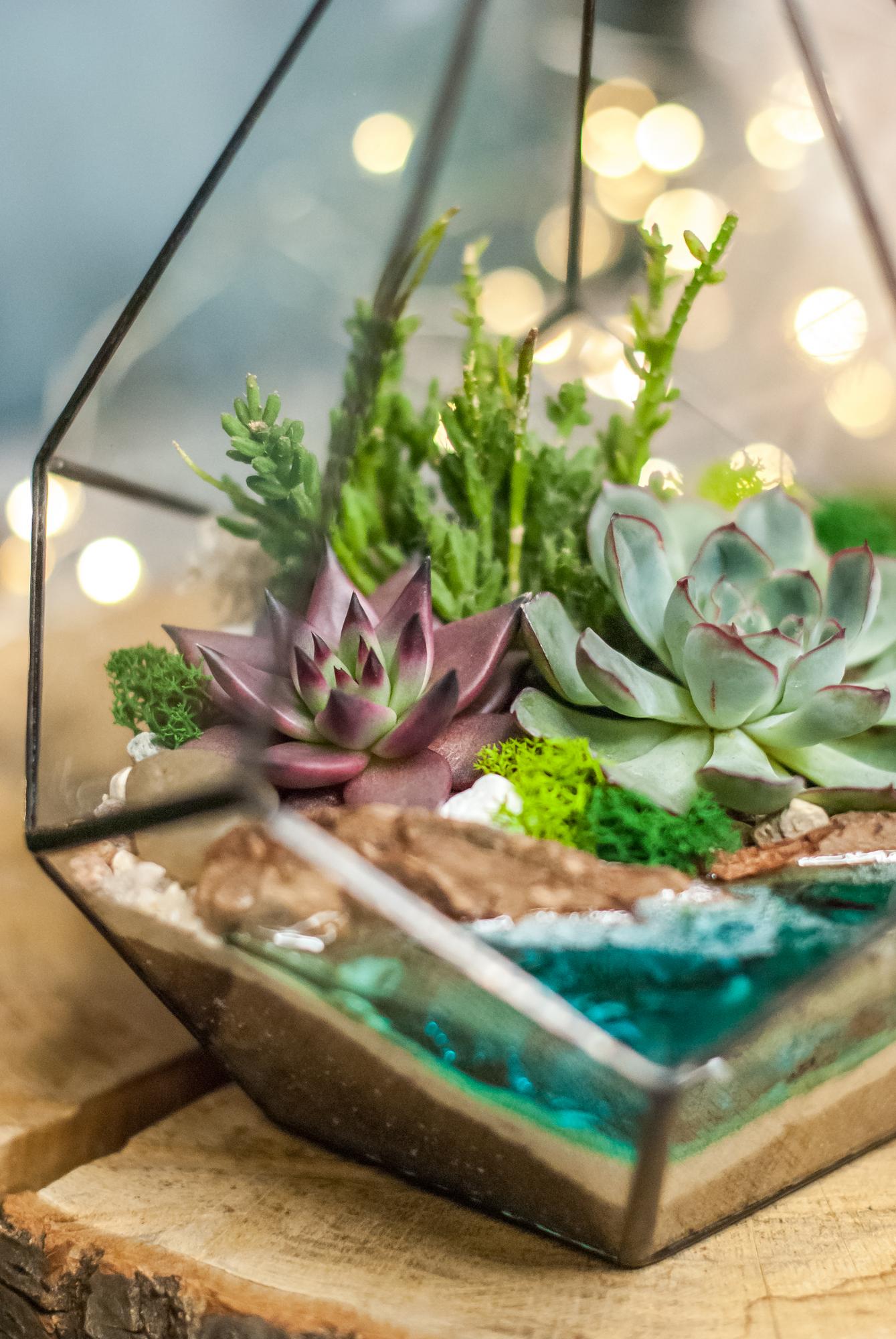 Капля с суккулентами и озером