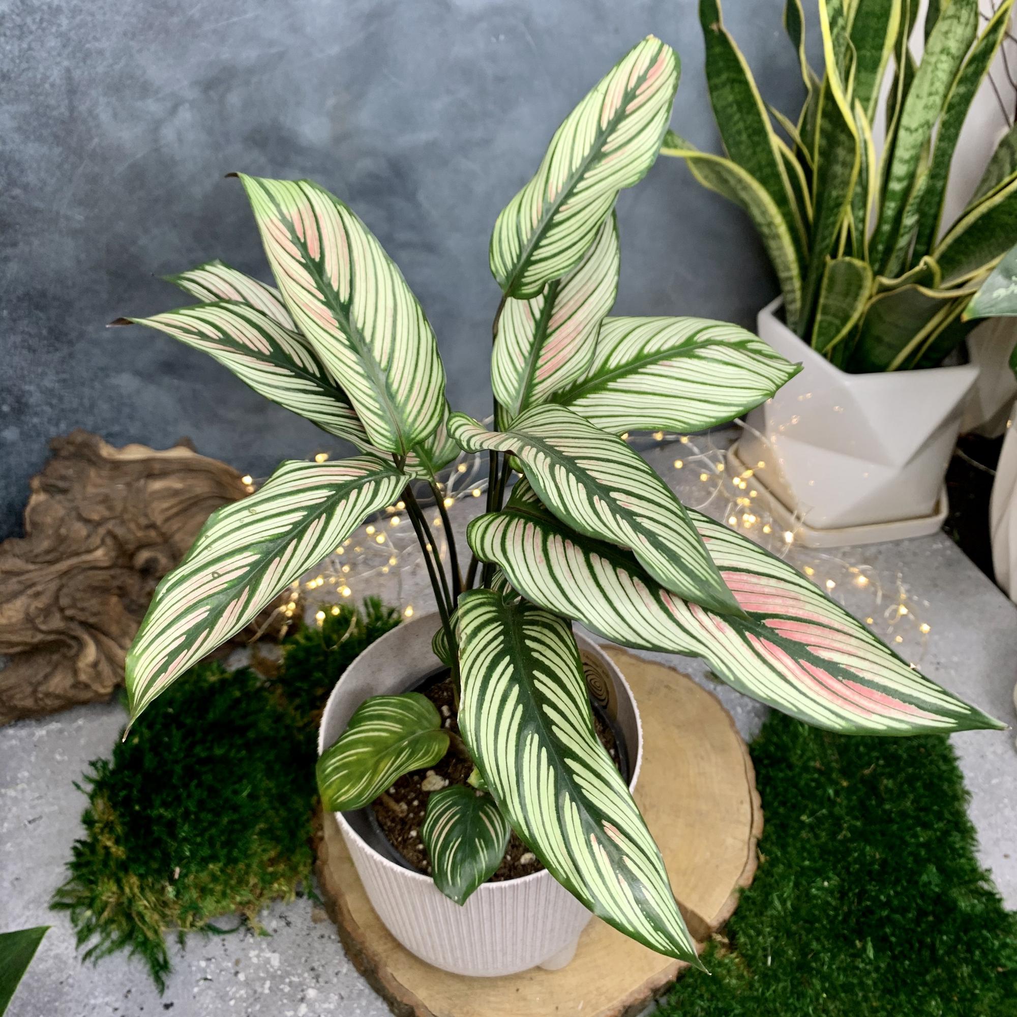 Калатея Вайт Стар