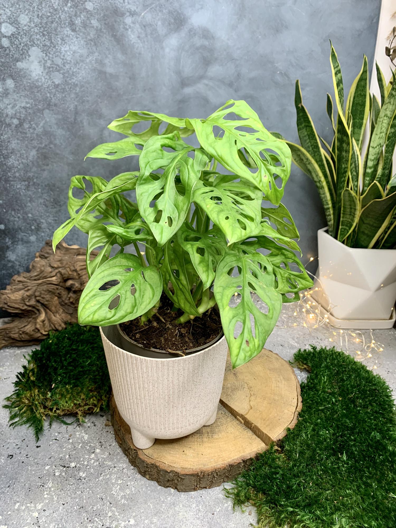 Монстера обликва Манки Маск