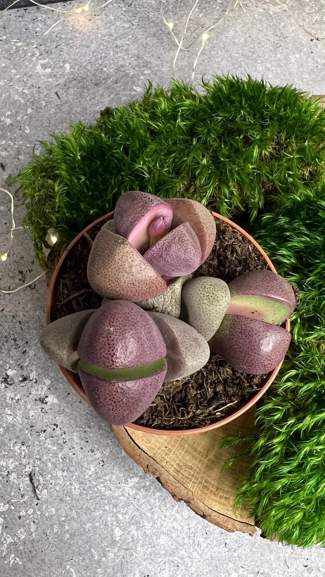 Плейоспилос Нелии Рубра