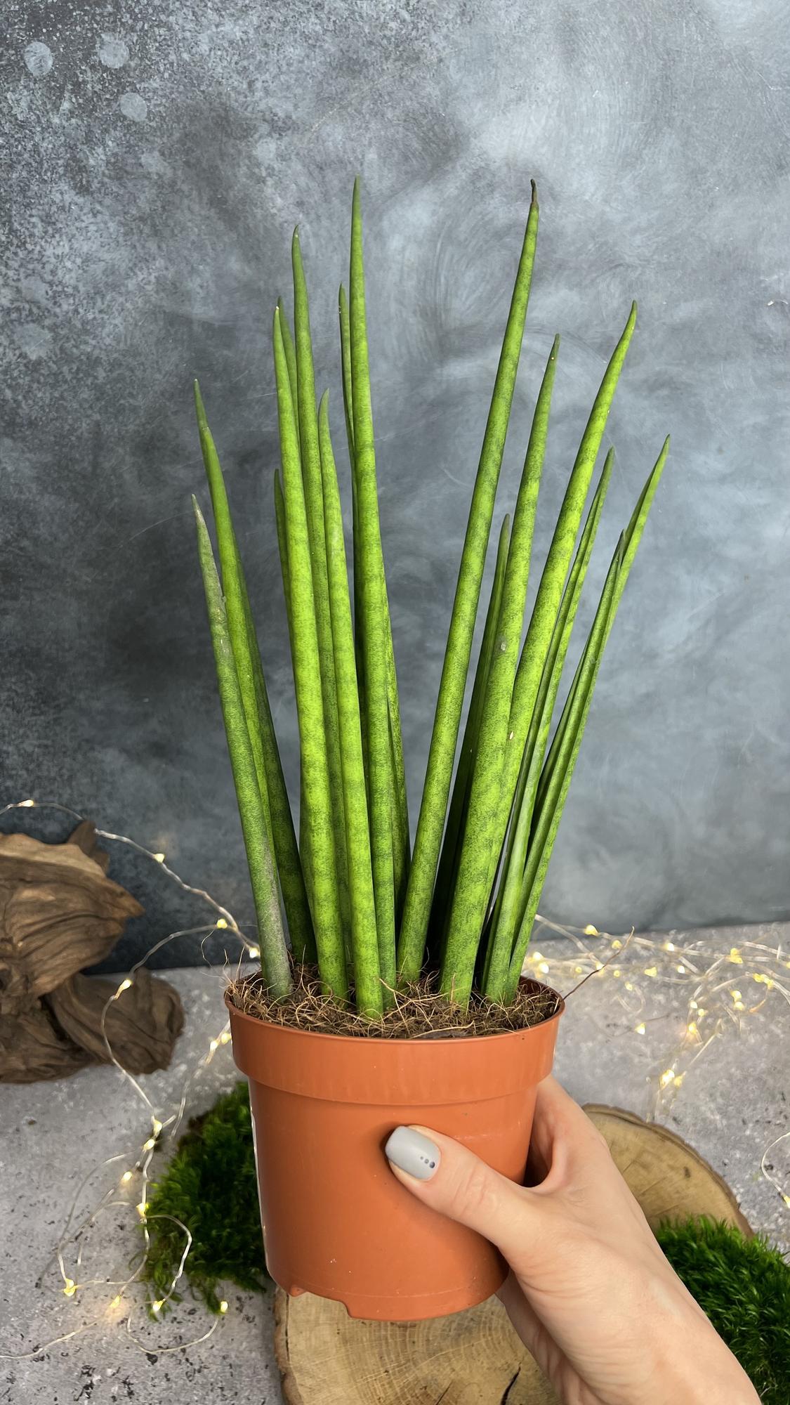 Сансеверия бакуларис Микада