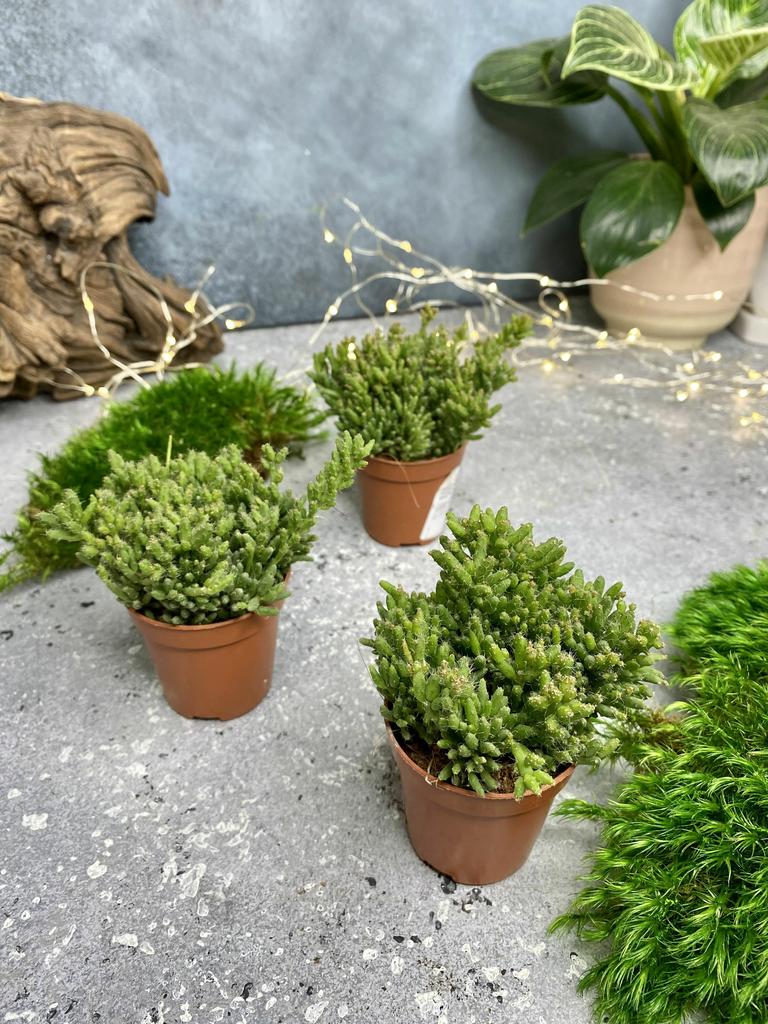 Рипсалис Месембриантемоидес