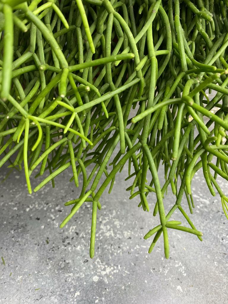 Рипсалис Пульхра подвесной