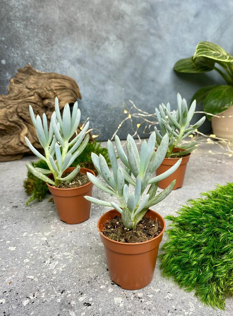 Сенецио Клейна