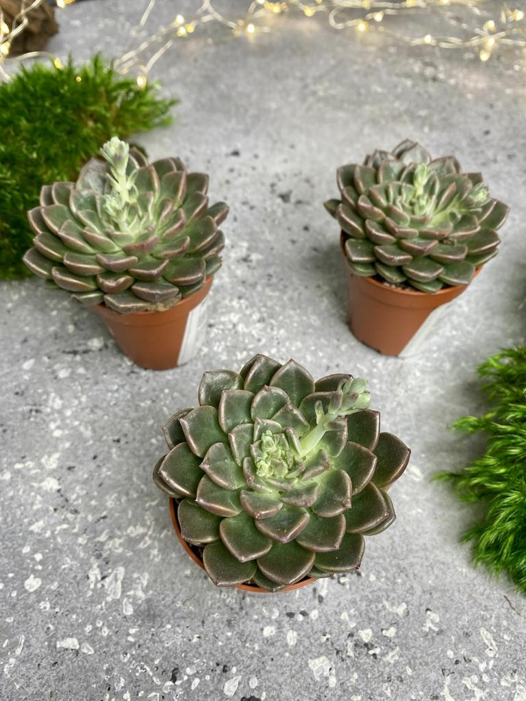 Эхеверия Глаука