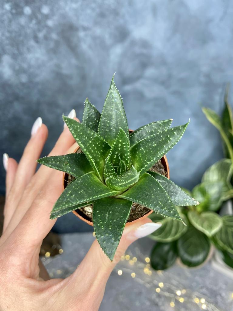 Хавортия Фасцината Конколор