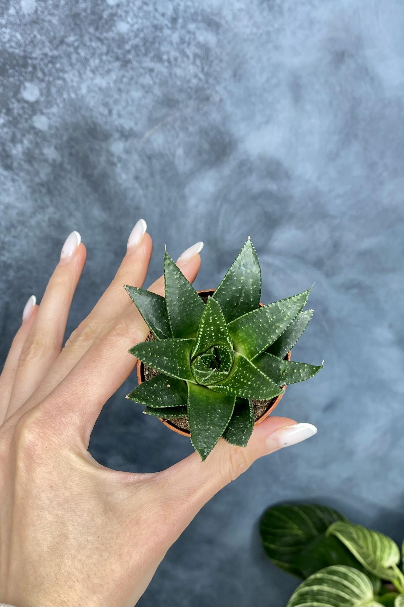 Хавортия Фасцината Конколор