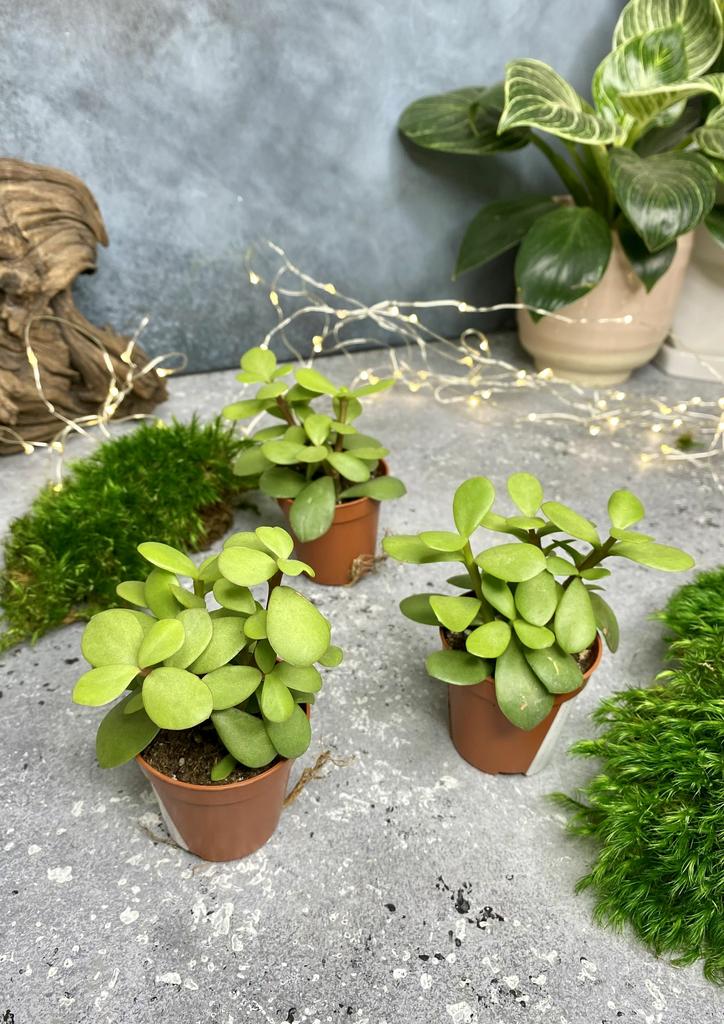 Портулакария Афро Макрофилла