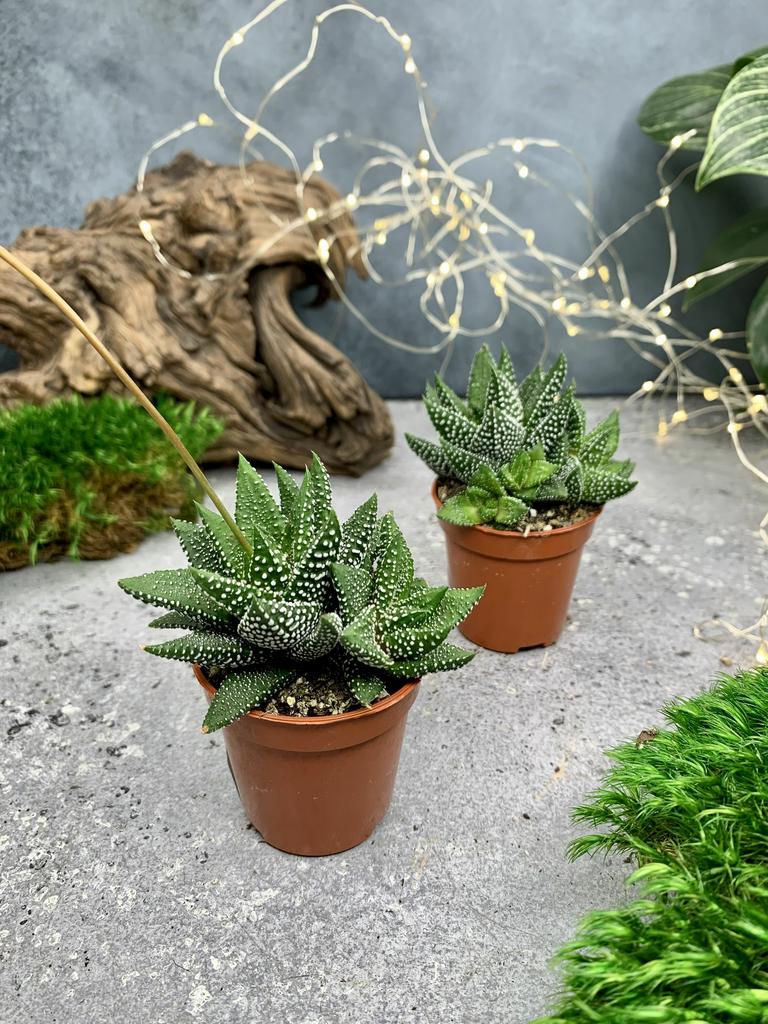 Хавортия Энон