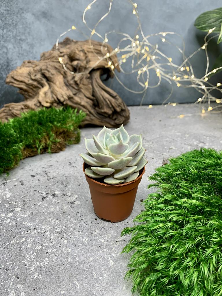 Эхеверия Лола