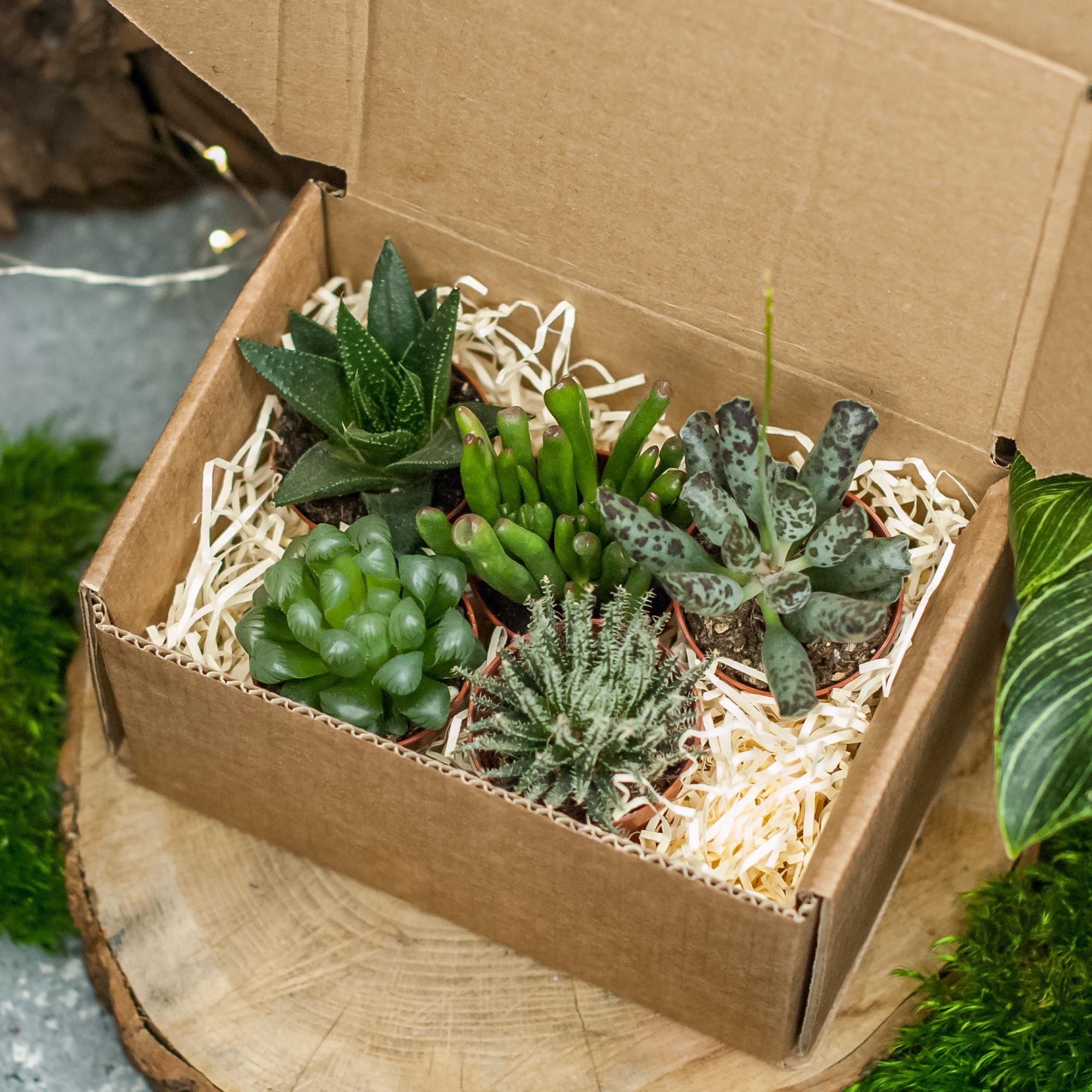 Набор с тенеустойчивыми суккулентами