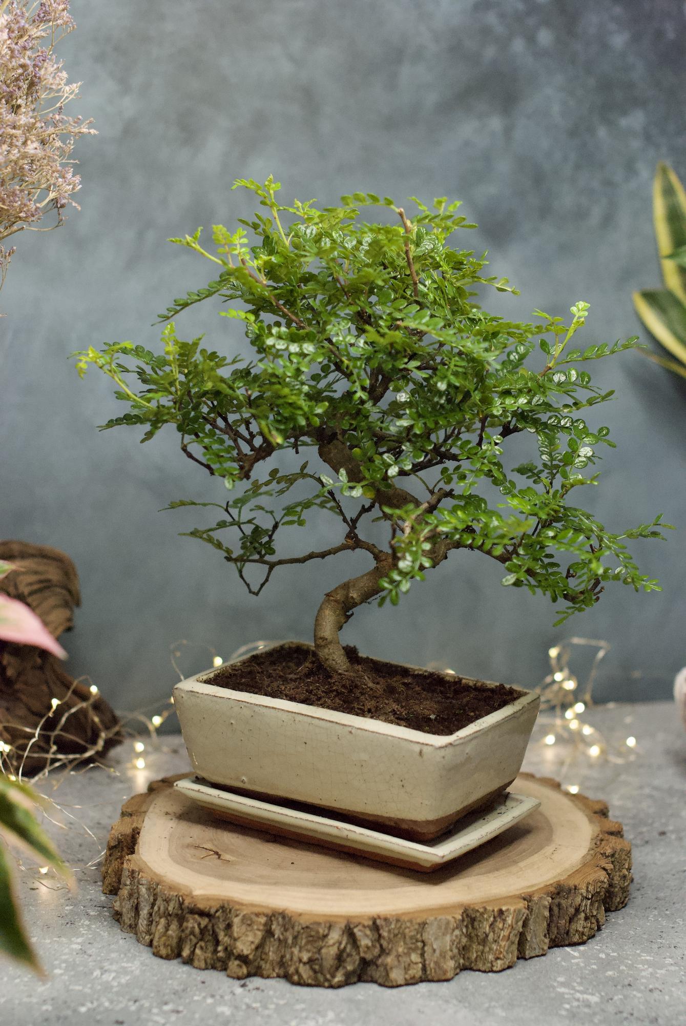 Бонсай Зантоксилум