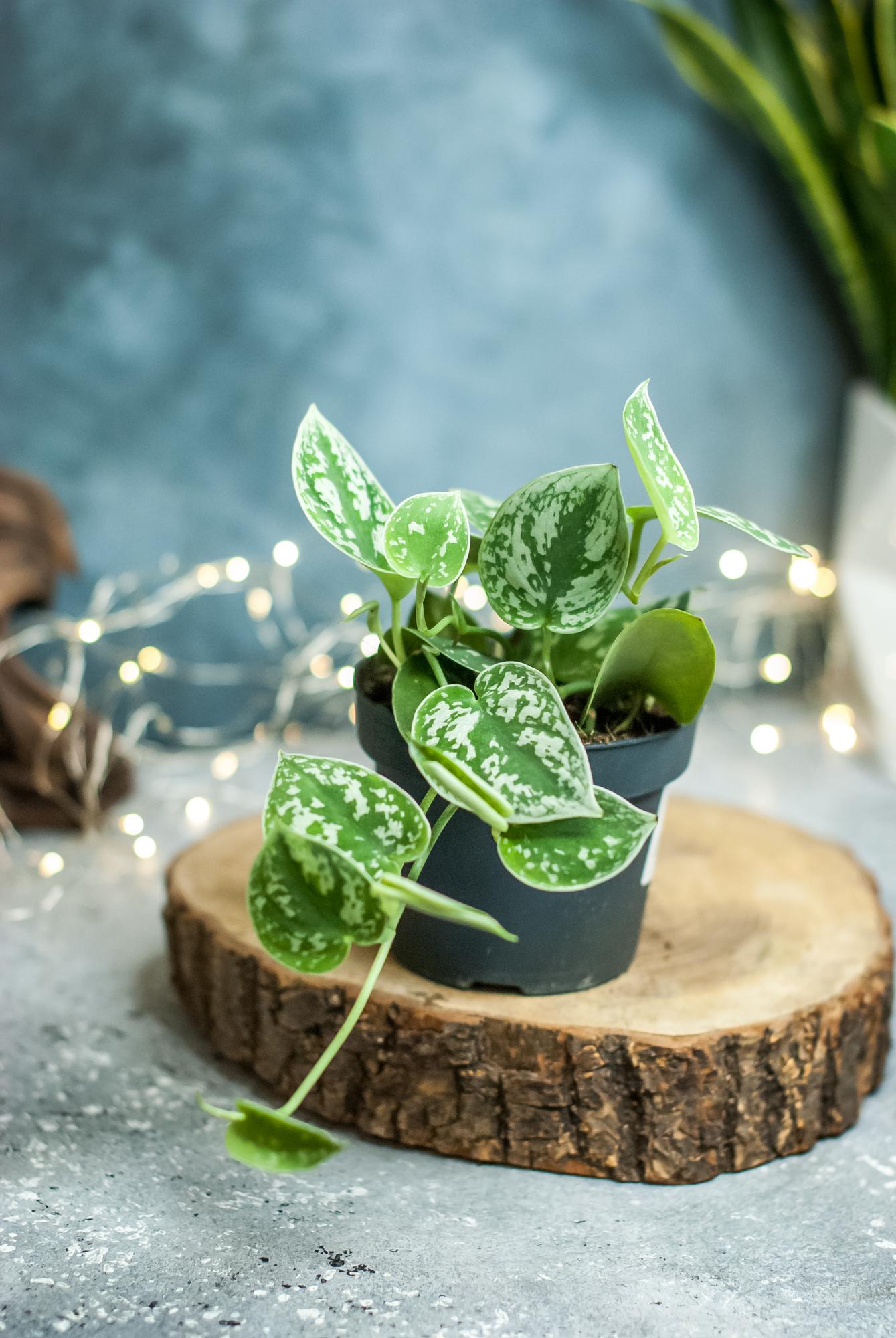 Сциндаптус пиктус Аргиреус