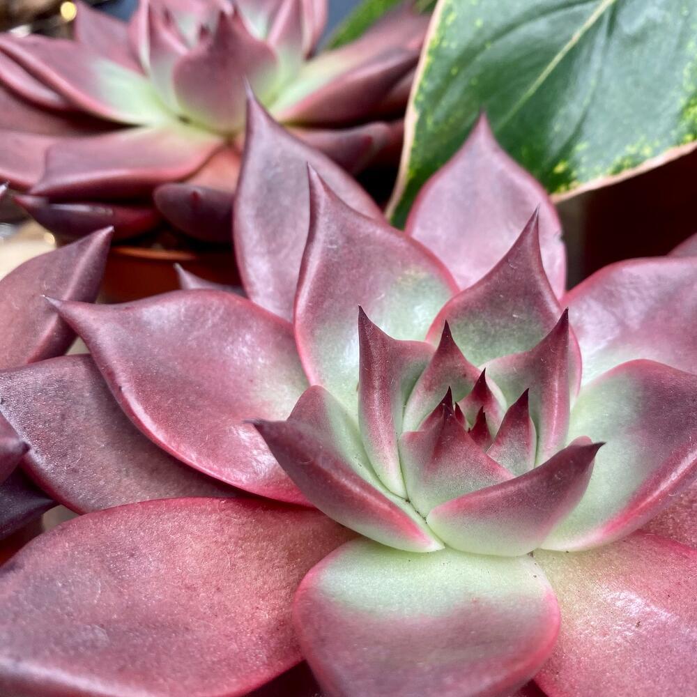 Эхеверия Таурус