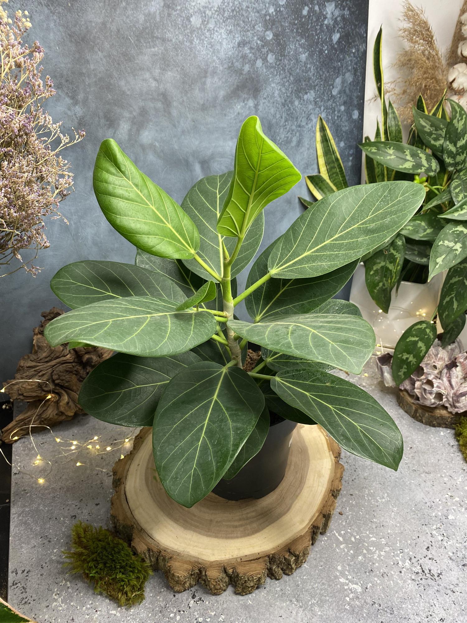 Фикус Бенгальский Одри